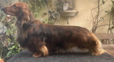 Long-haired, reddish-brown dachshund standing on a table outdoors with greenery and a wooden bench in the background.