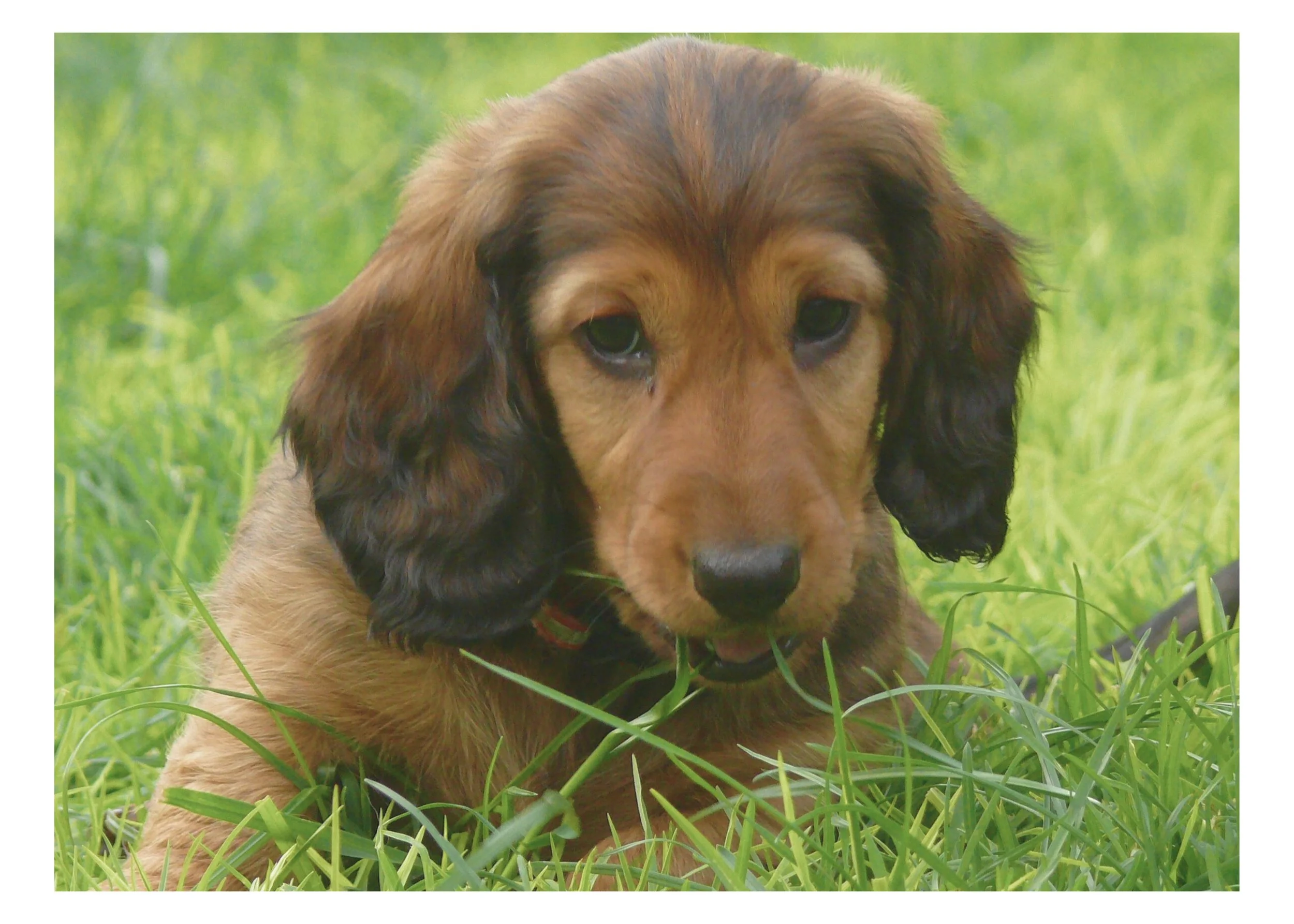 A brown puppy with black ears lying in green grass.