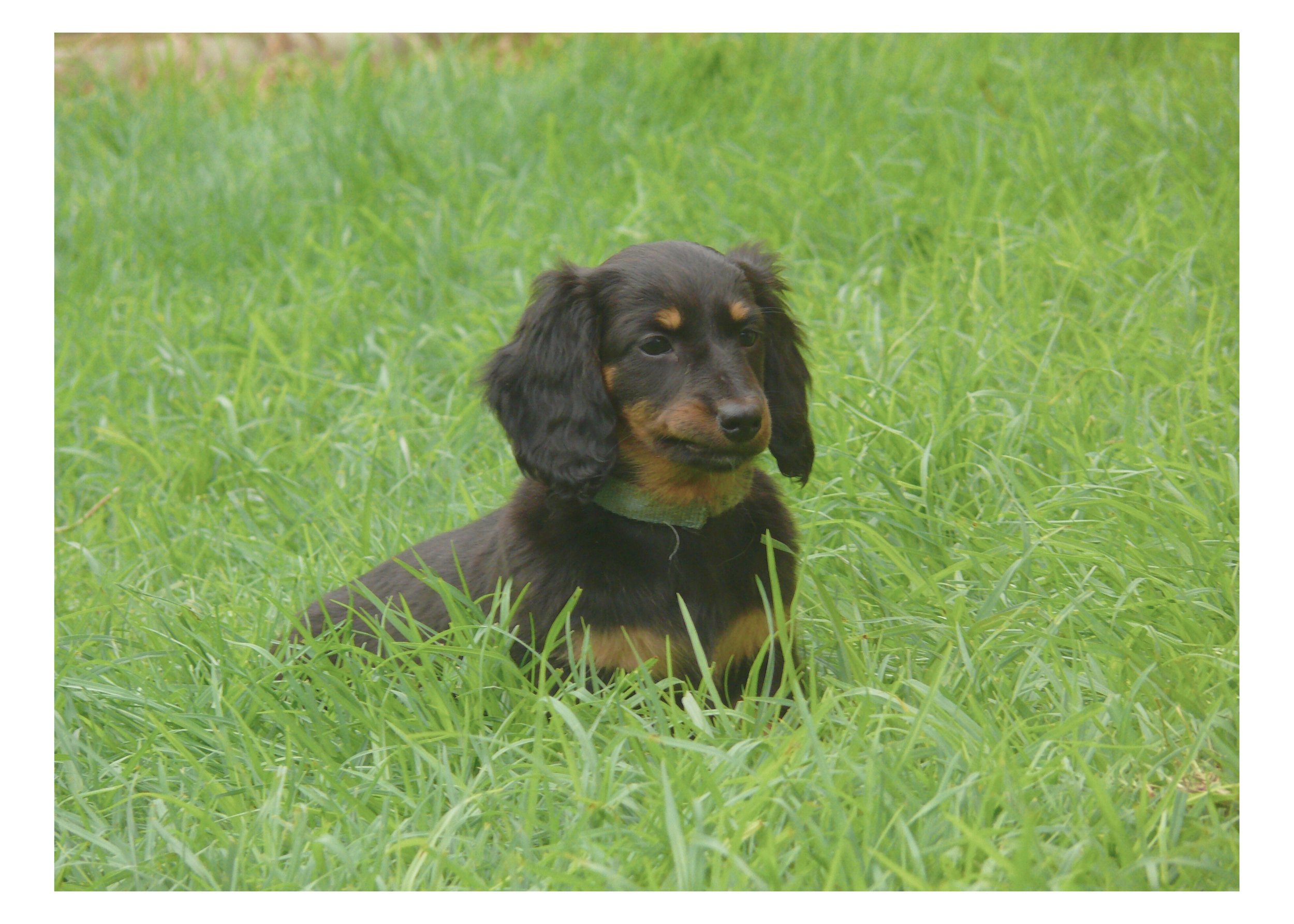 Cute black and tan puppy lying in green grass.