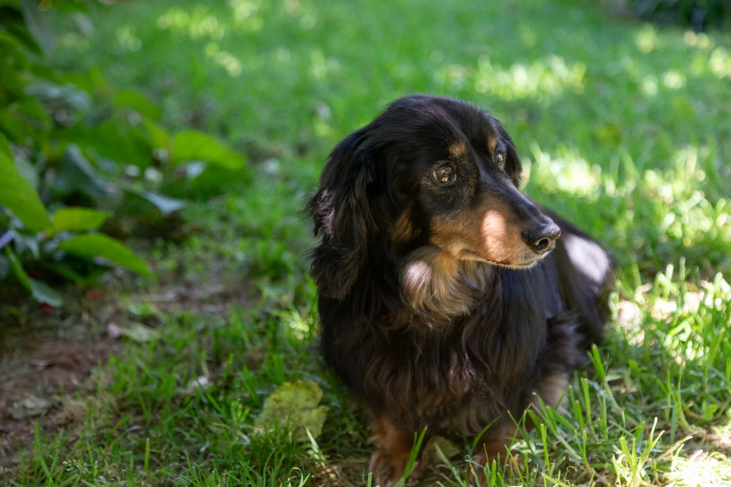 A black and tan long-haired dog sitting on green grass in a shaded outdoor area.