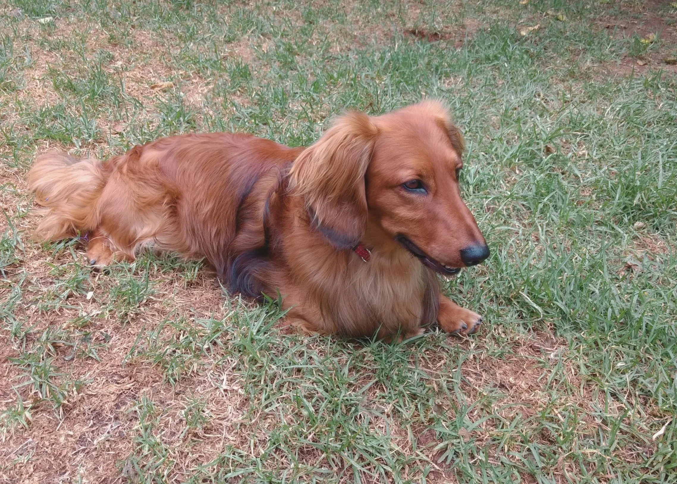 A long-haired, reddish-brown dachshund dog lying on grassy ground with patches of dirt, looking to the right.