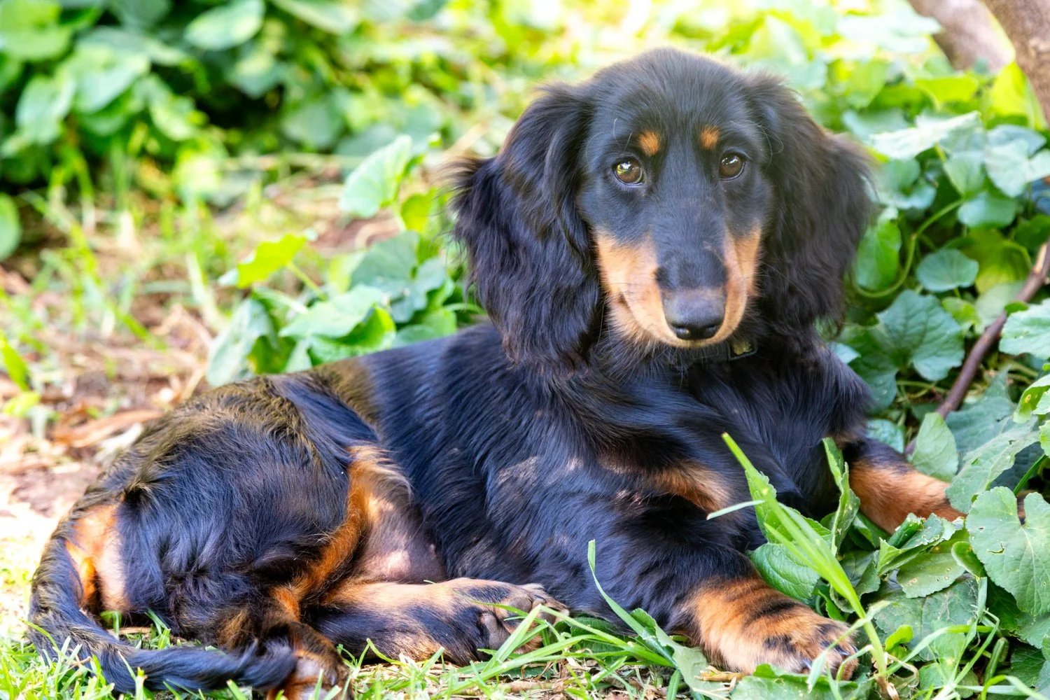 A black and tan Dachshund dog resting on grass and surrounded by green leaves.