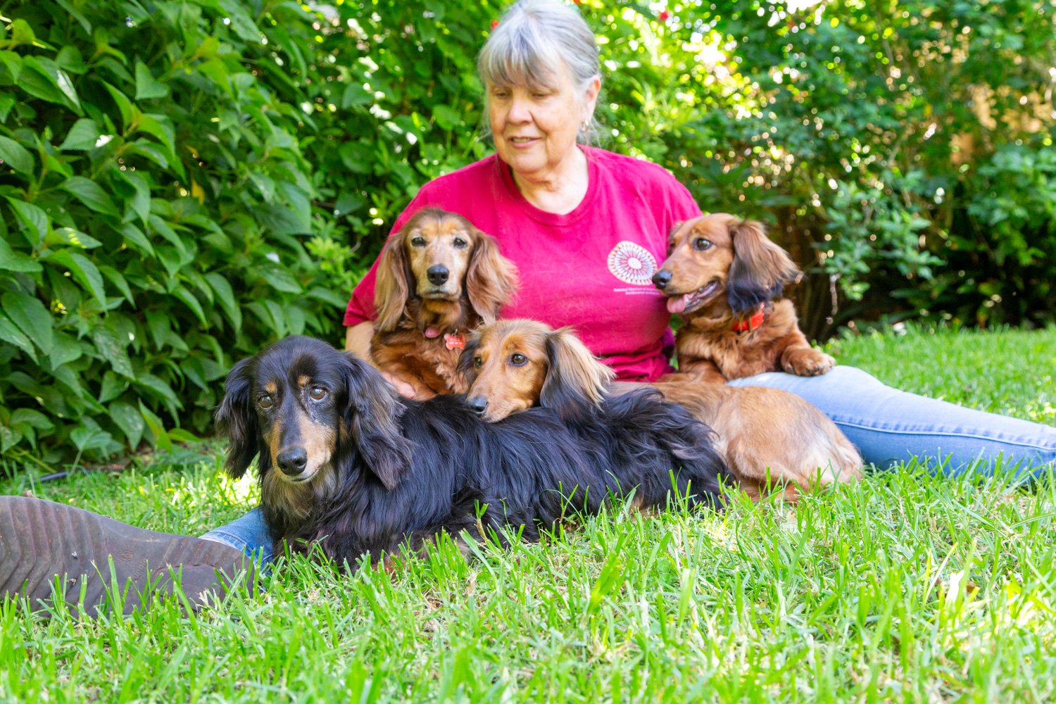 Older woman sitting on grass with four dachshund dogs outdoors, surrounded by green bushes and trees.