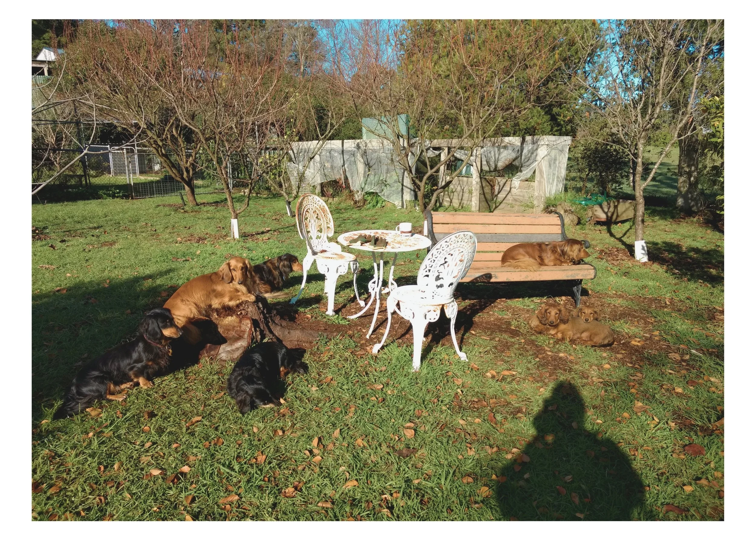 Bridee, Gracie and Puppies.jpg