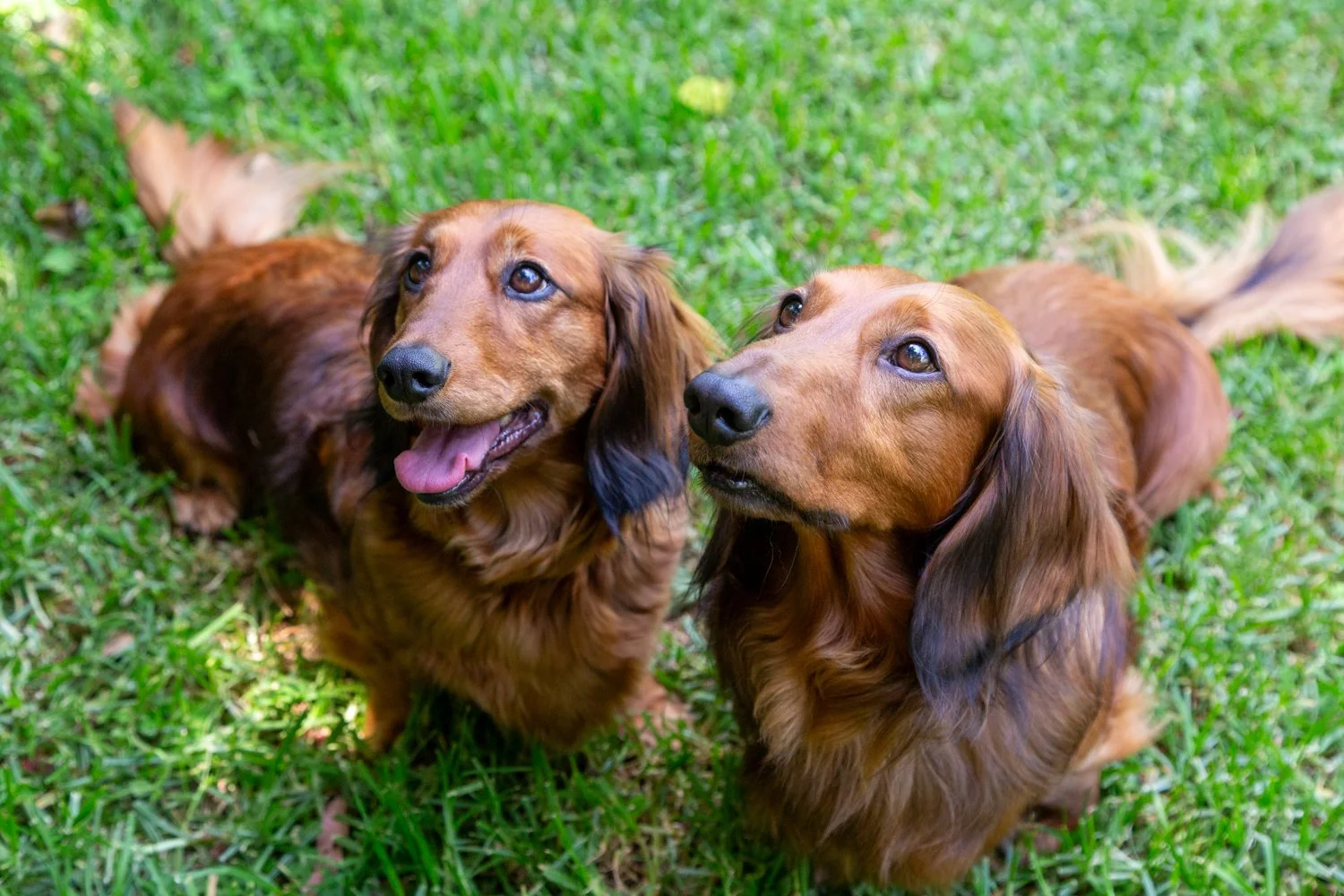 Two long-haired Dachshunds lying on green grass, looking up with happy expressions.