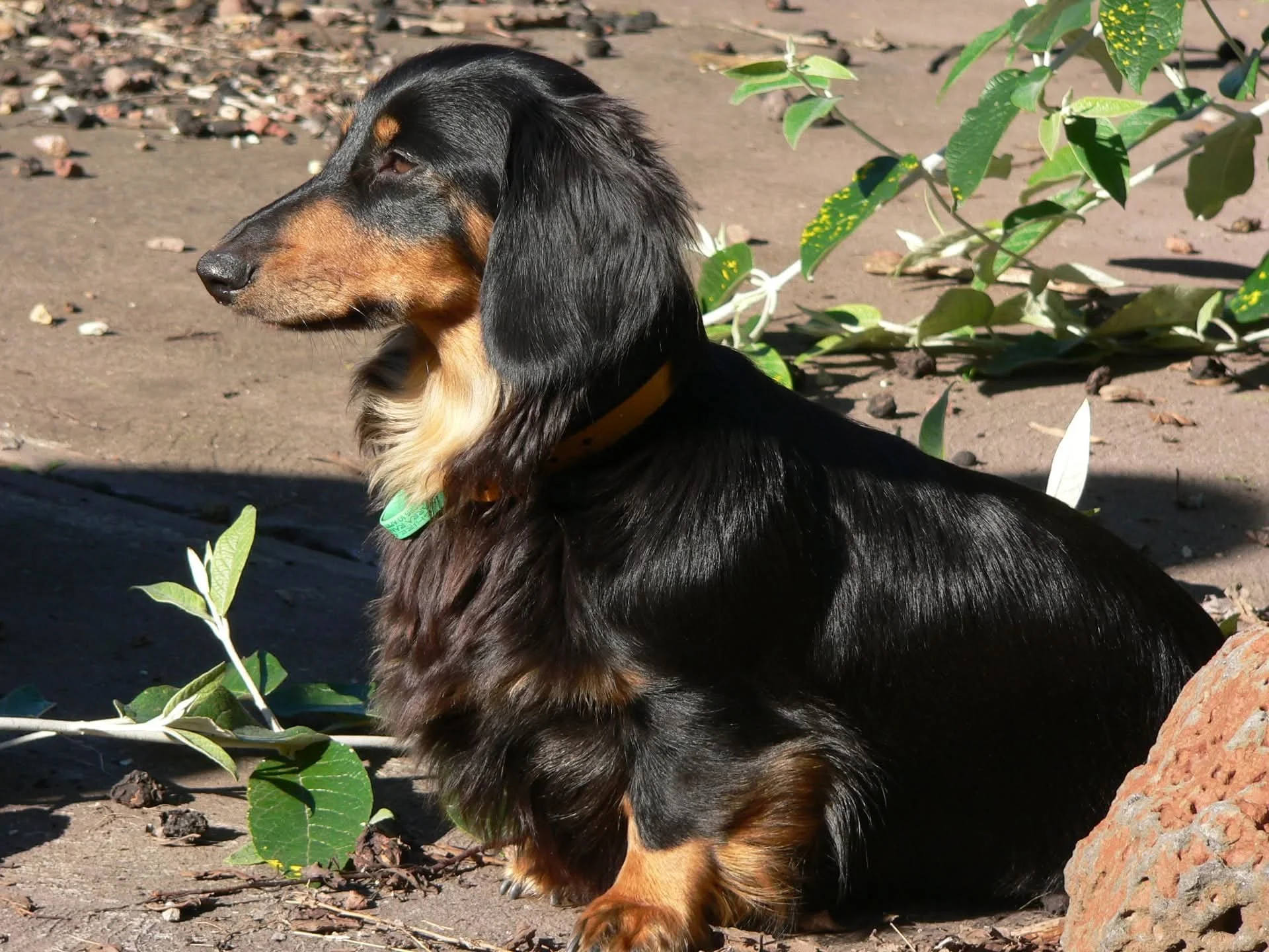 Black and tan long-haired Dachshund sitting on dirt ground near green plants.