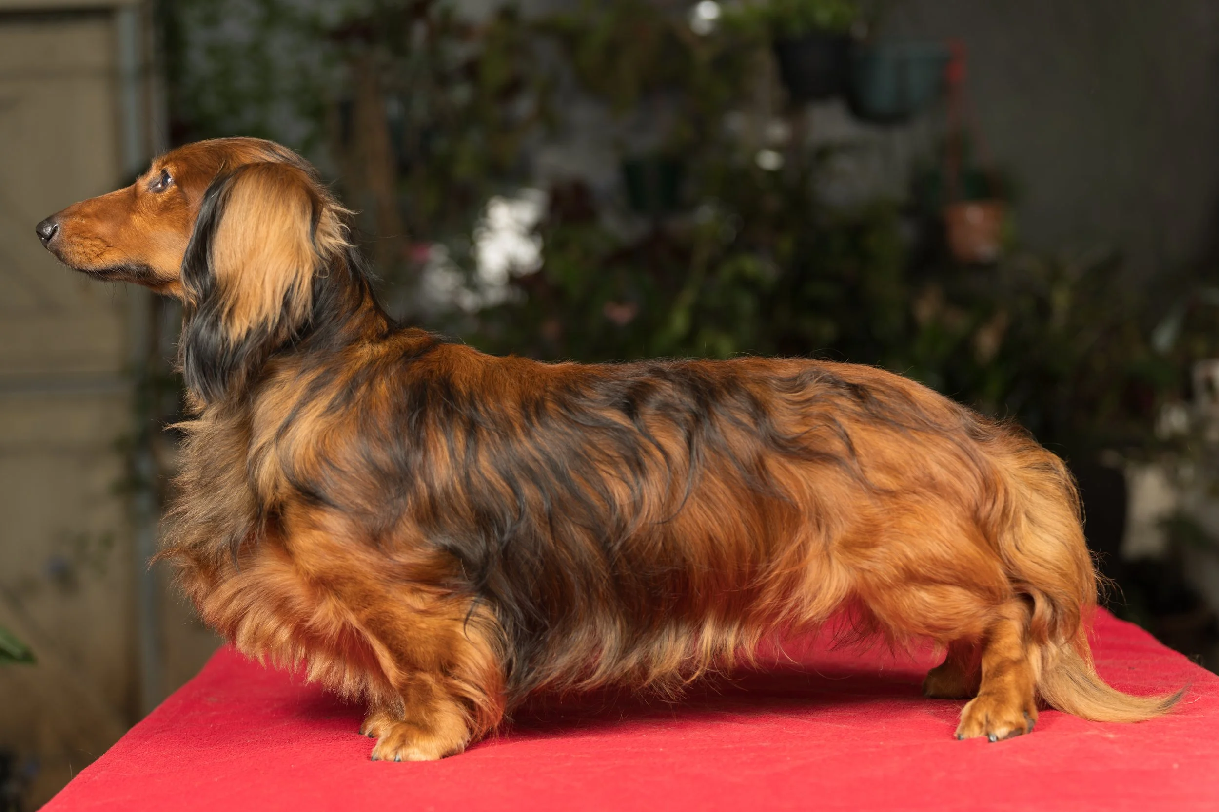 Side view of a long-haired, brown and black Dachshund dog standing on a red surface in an indoor setting with a blurred background of plants and household items.