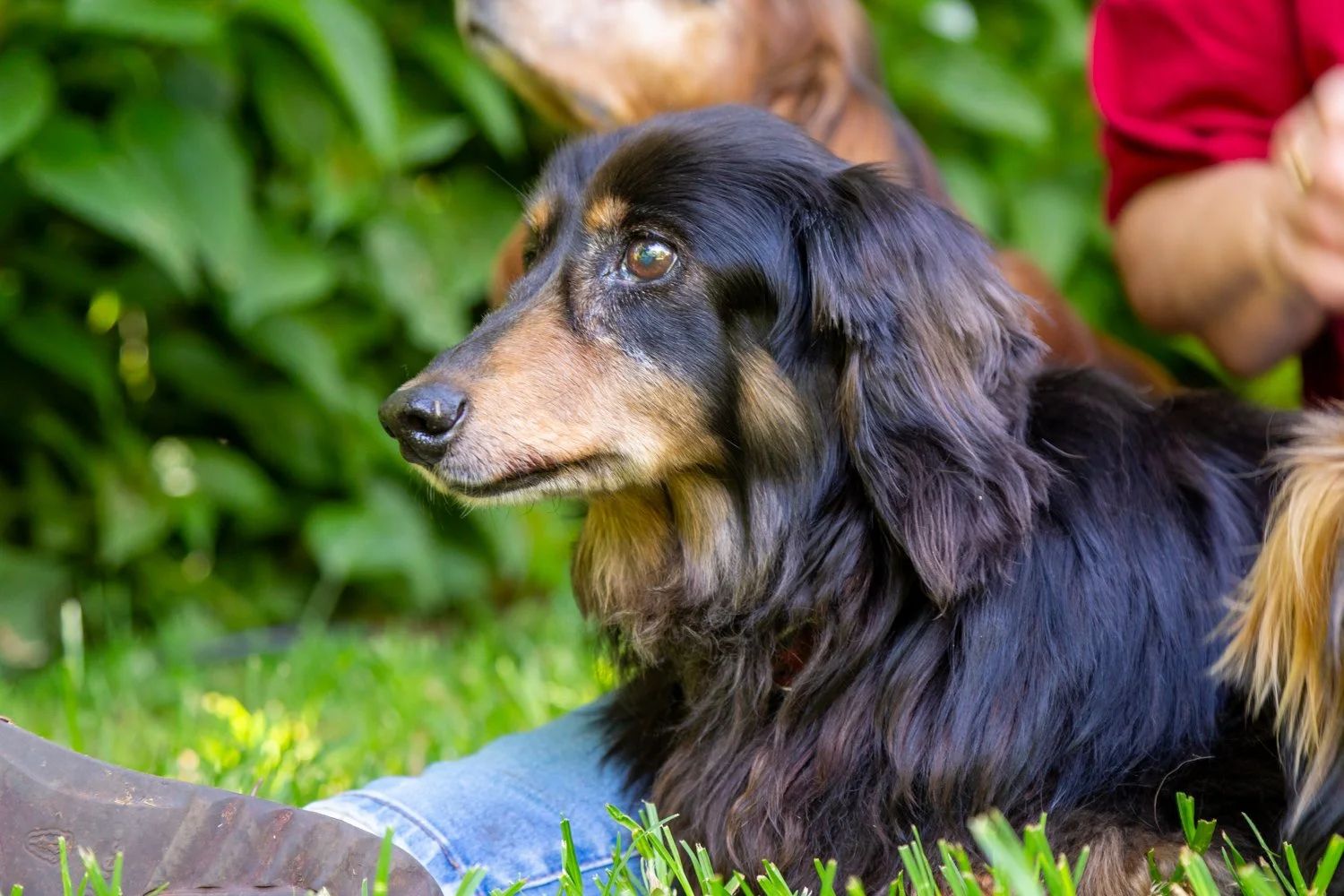 A long-haired black and tan dachshund dog sitting on green grass, looking to the left, with a person wearing red sitting nearby.