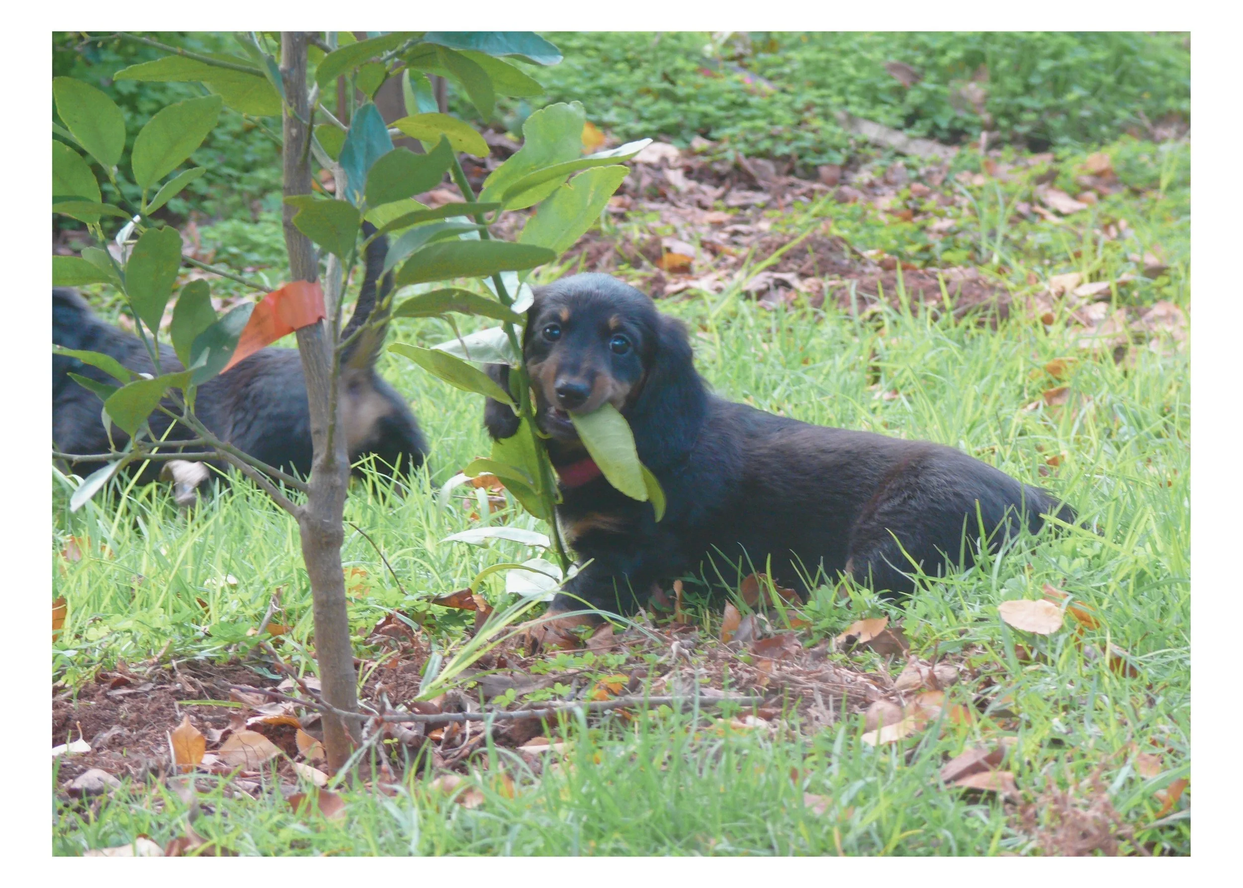 Two black and tan puppies lying on grass with a leafy branch in front of them, one puppy chewing on a leaf, set outdoors with green foliage and ground covered in leaves and dirt.