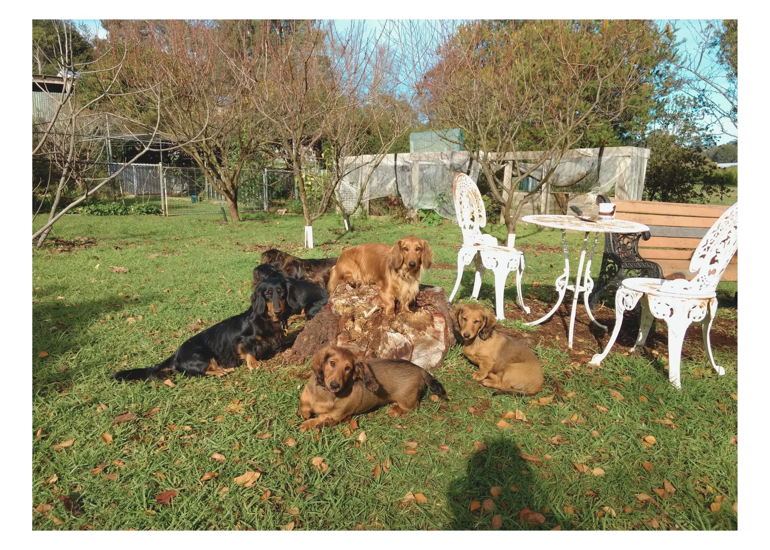 Bridee, Gracie( Leila), Hamish, Sabina, Nuala and Puppies.jpg