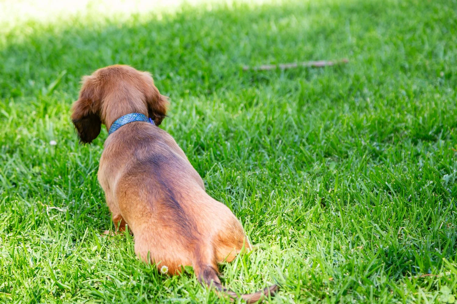 A puppy with brown fur and a blue collar sitting on green grass, facing away from the camera.