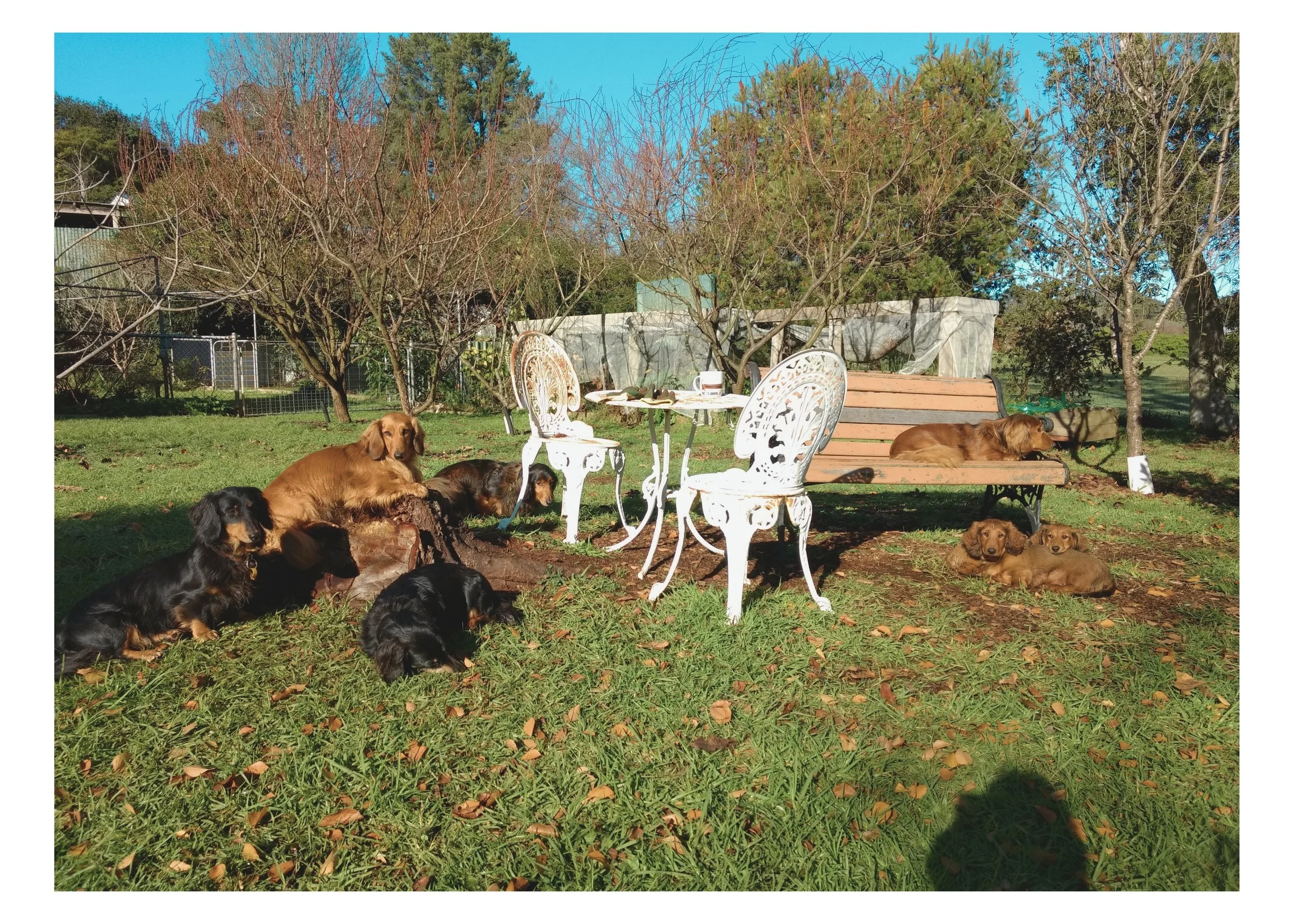 Bridee, Gracie( Leila), Hamish, Sabina, Nuala and Puppies (1).jpg