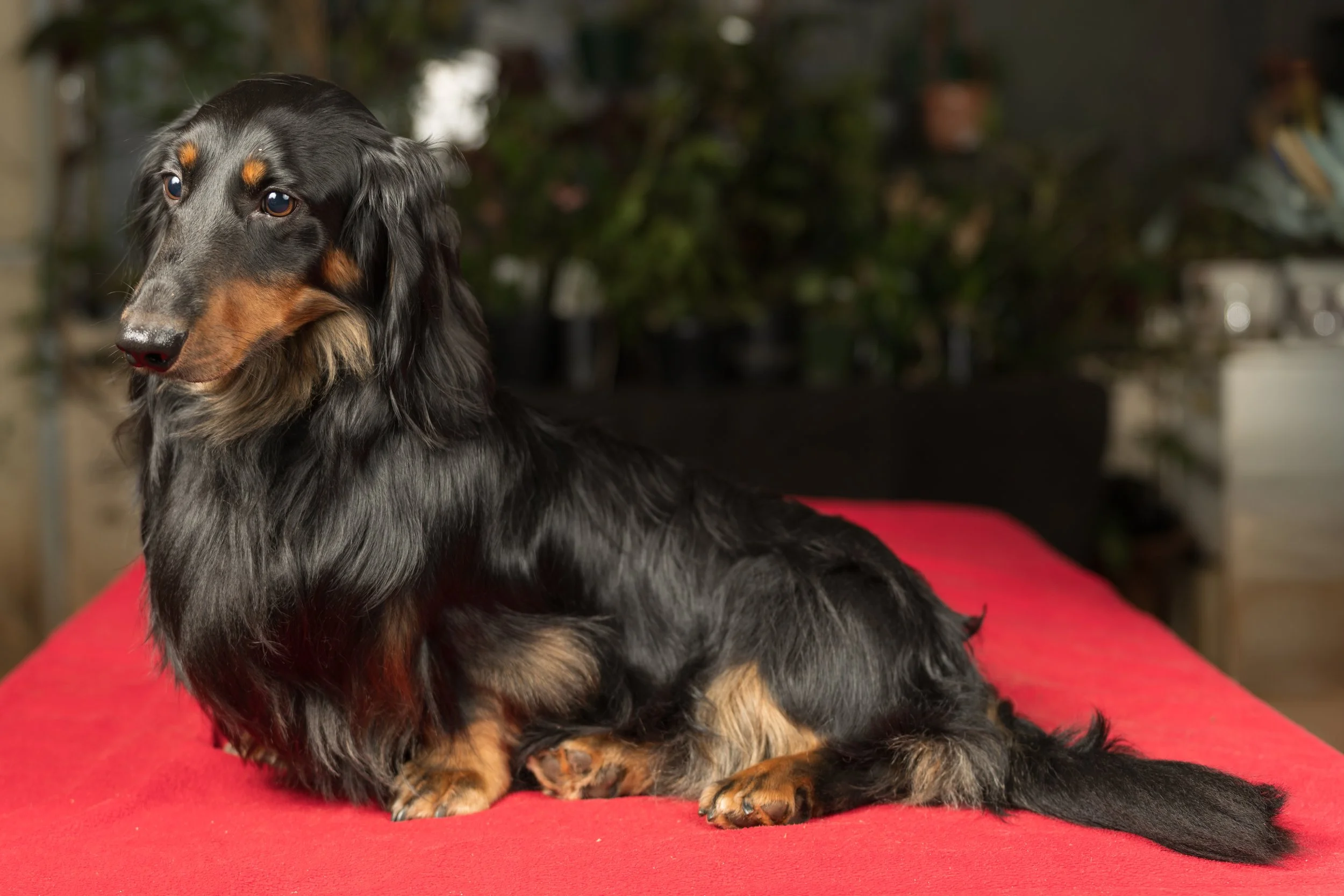 A long-haired black and tan dachshund sitting on a red surface indoors with a blurred background of plants and furniture.