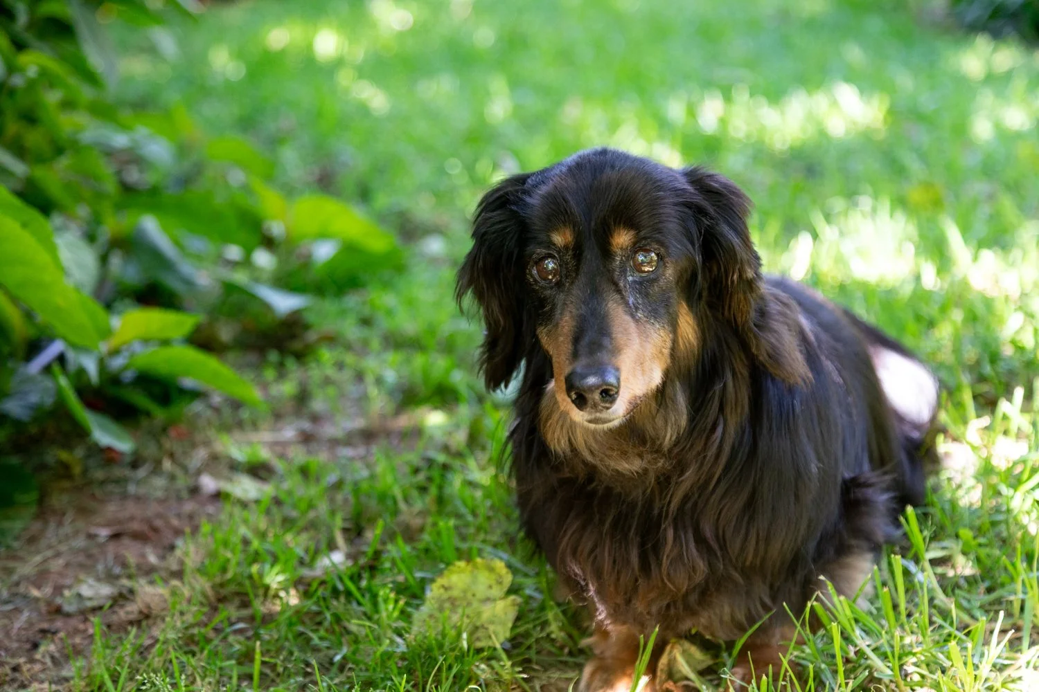 A long-haired dachshund lying on green grass among leaves and plants outdoors.
