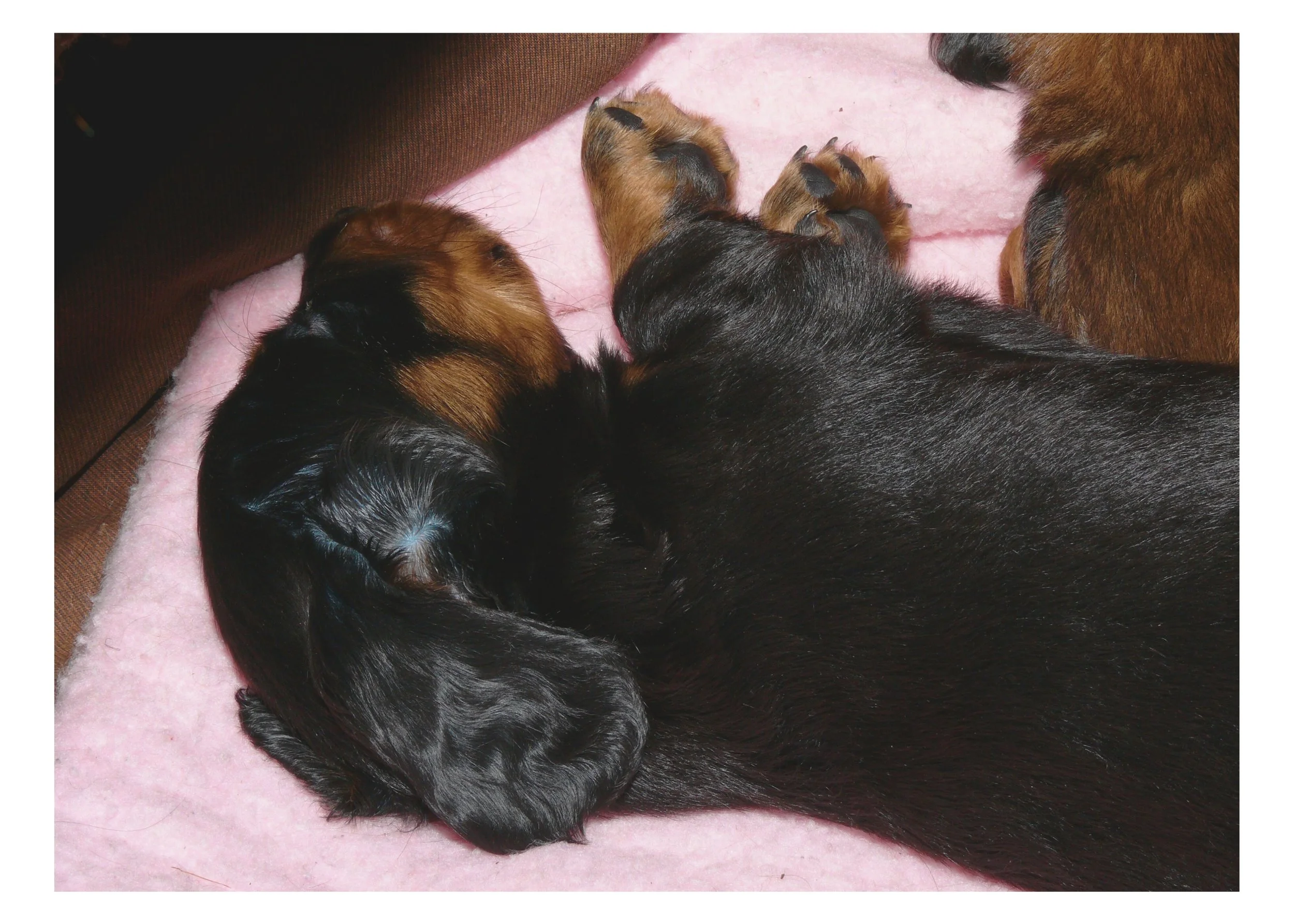 Three puppies sleeping on a pink blanket; two with brown and black fur and one with predominantly black fur.