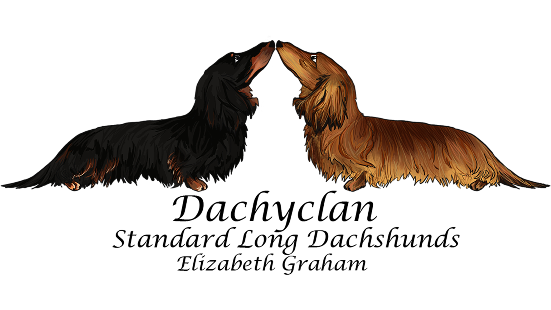 Two long-haired dachshunds, one black and tan and the other brown, touching noses in a friendly gesture.