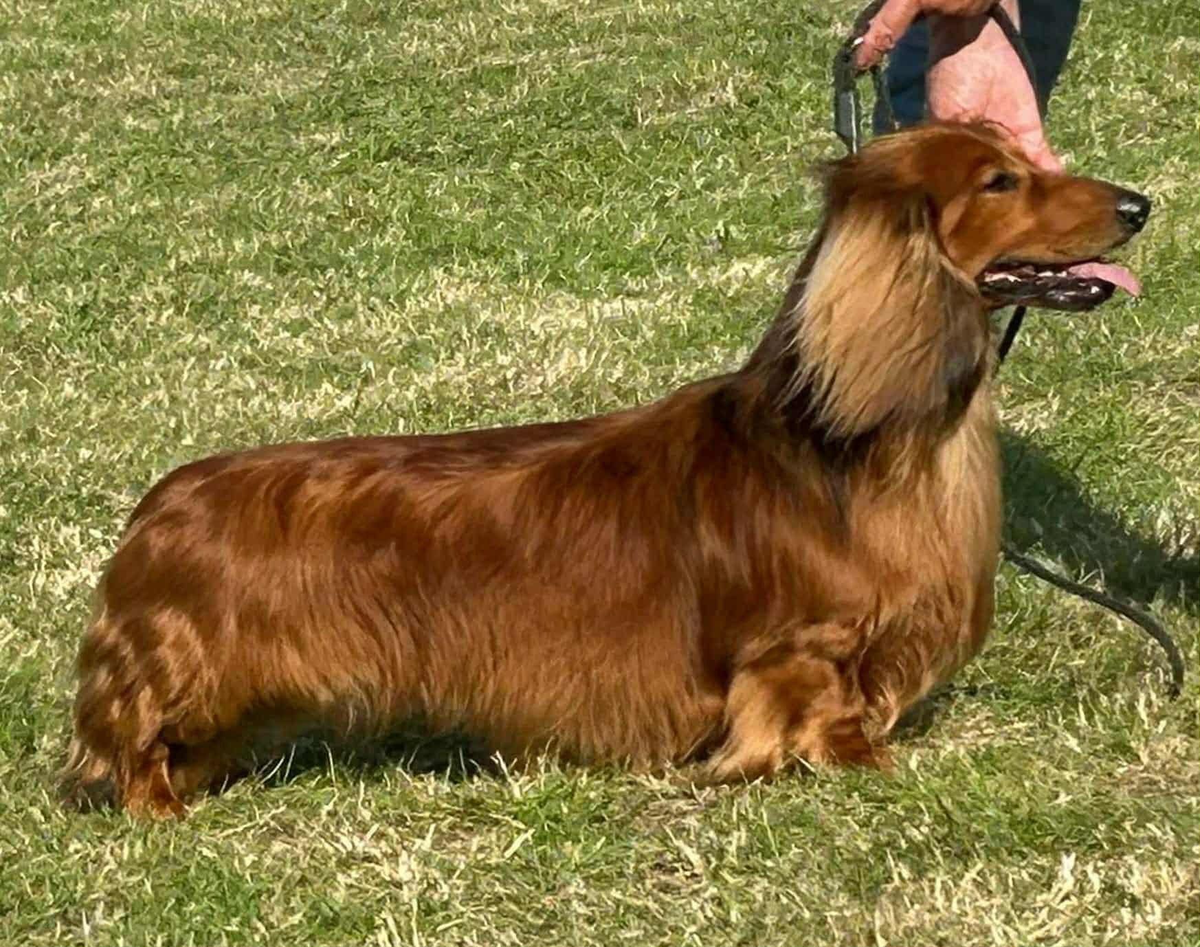A long-haired, brown Dachshund sitting on grass with a person holding its leash nearby.