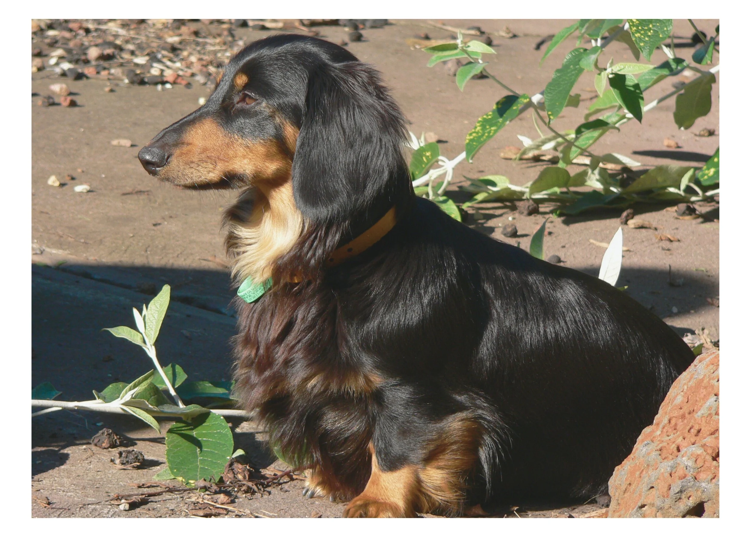 A black and tan dachshund laying on the ground outdoors, with green leafy plants and rocks nearby.