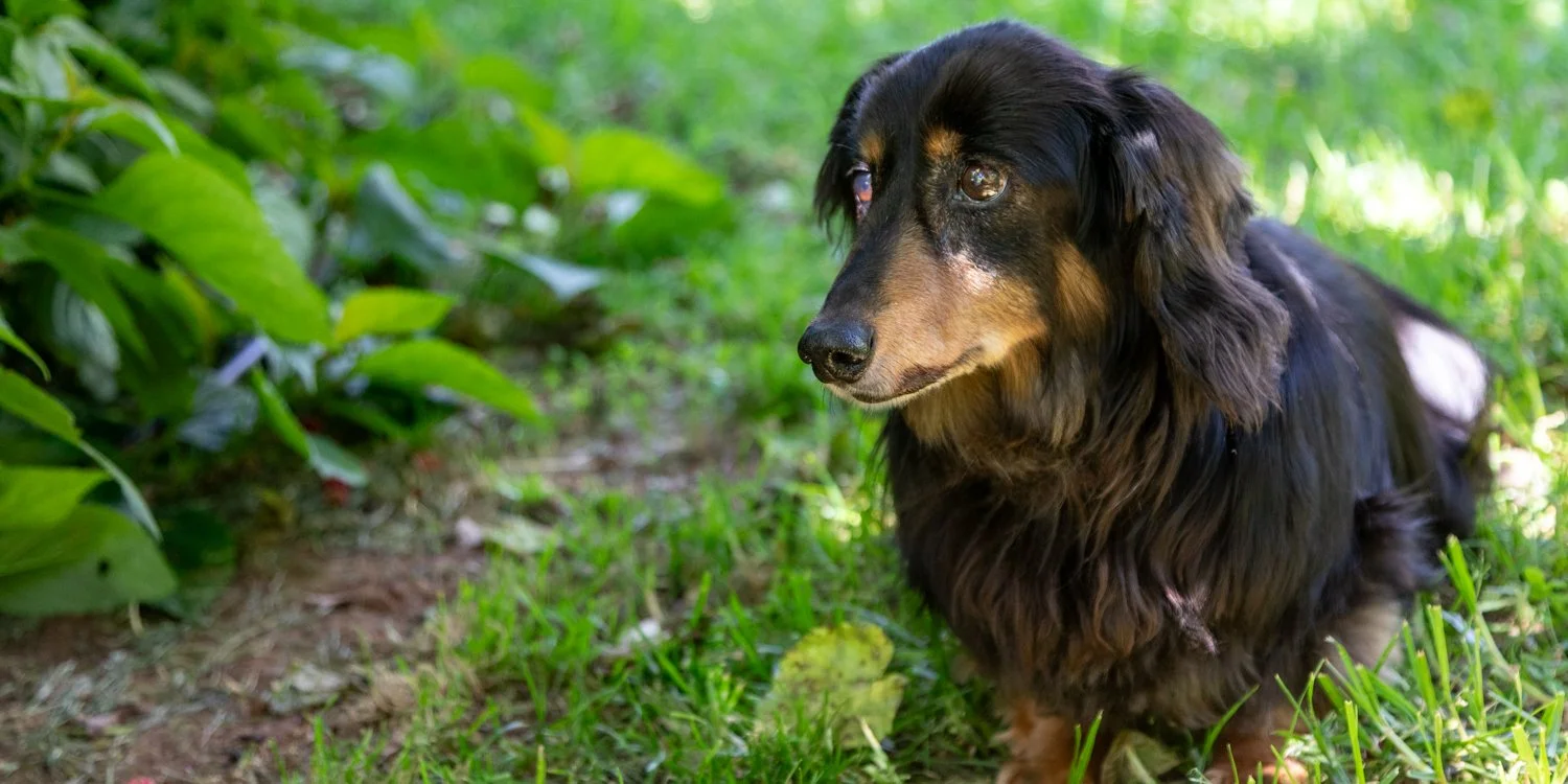 A black and tan long-haired dog sitting on grass in a garden with green plants.