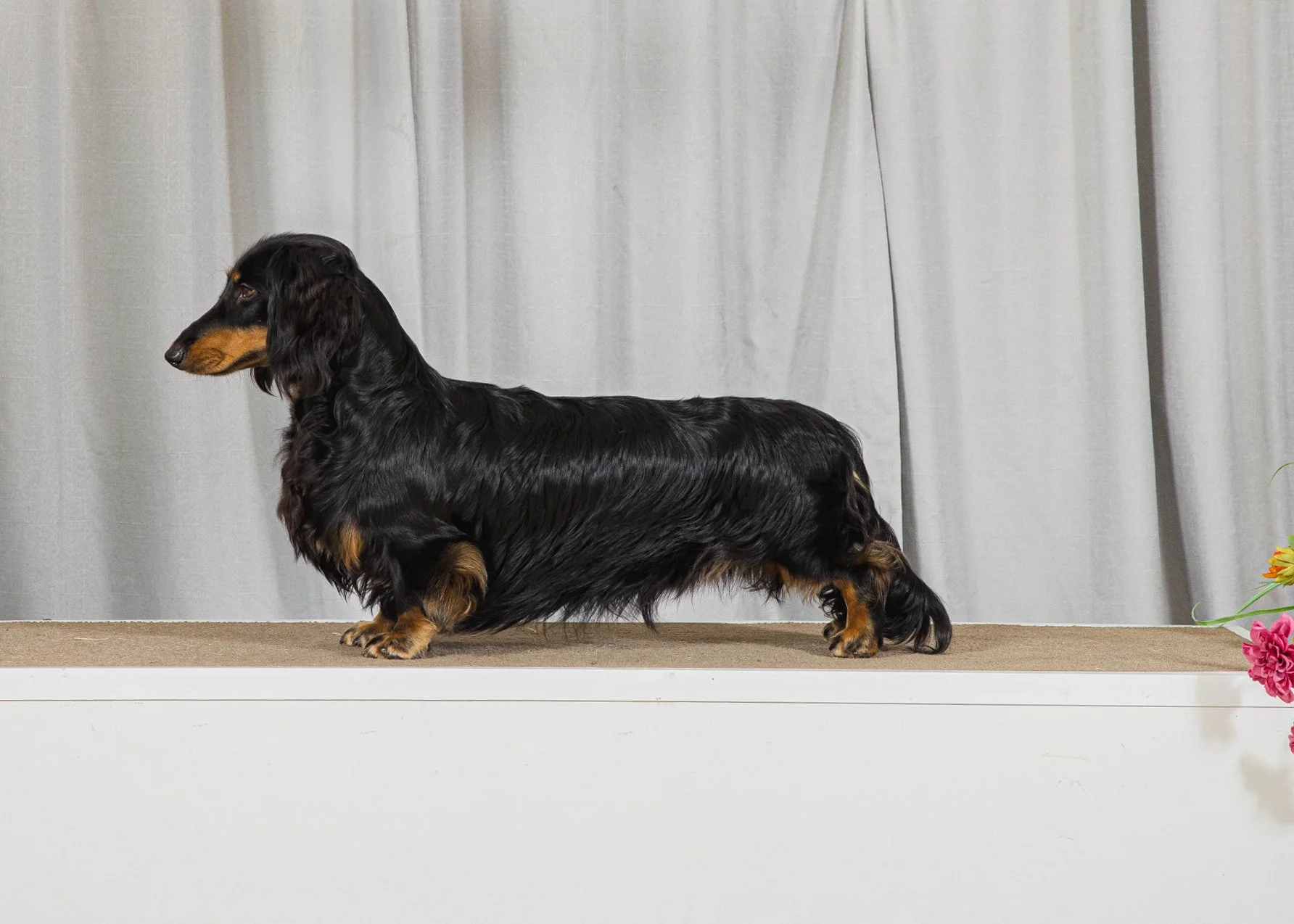 Long-haired black and tan dachshund standing on a beige surface with a white and gray backdrop and pink flowers on the right side.