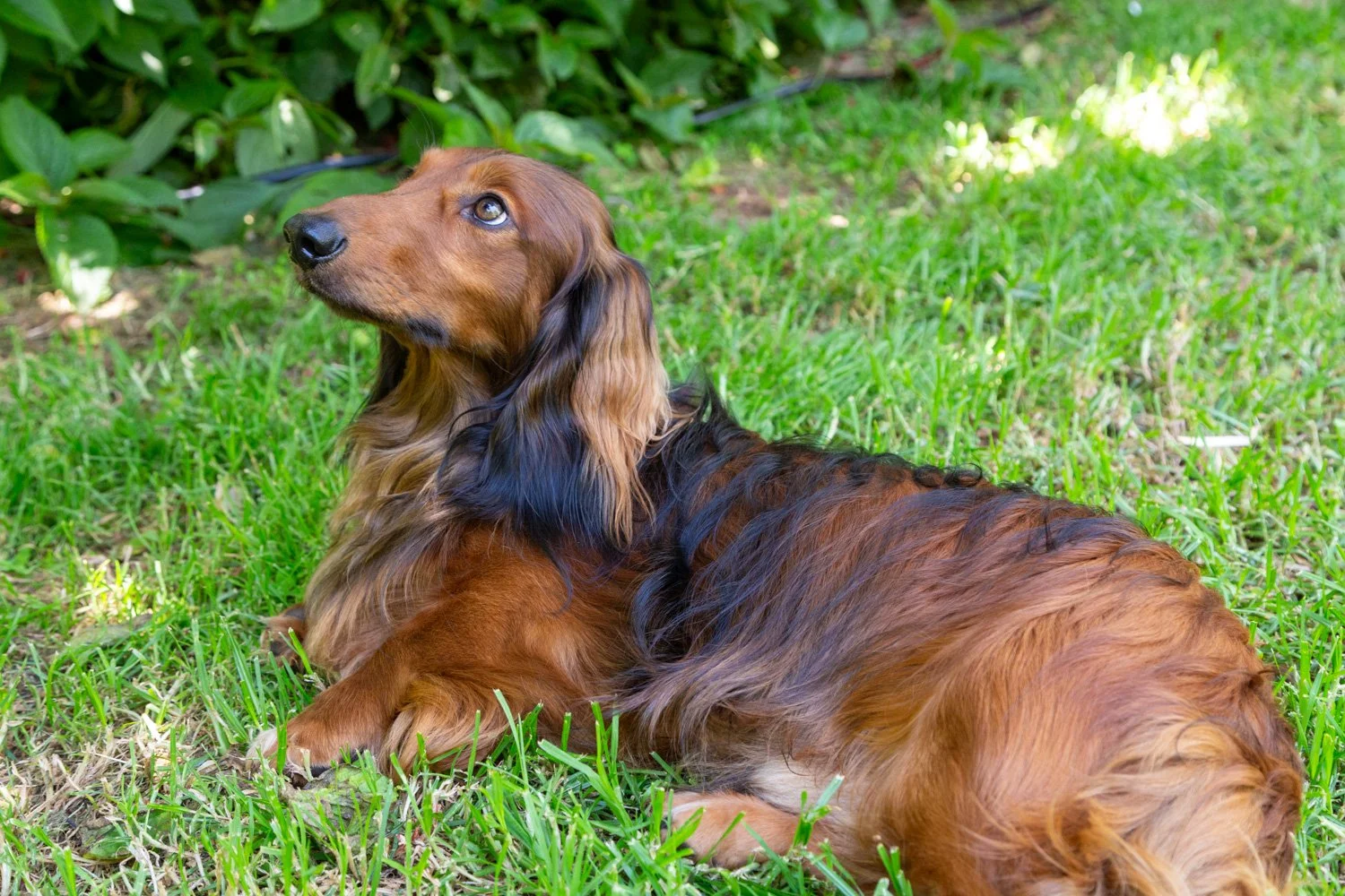 A long-haired brown and black dog laying on green grass, looking to the left, with green plants in the background.