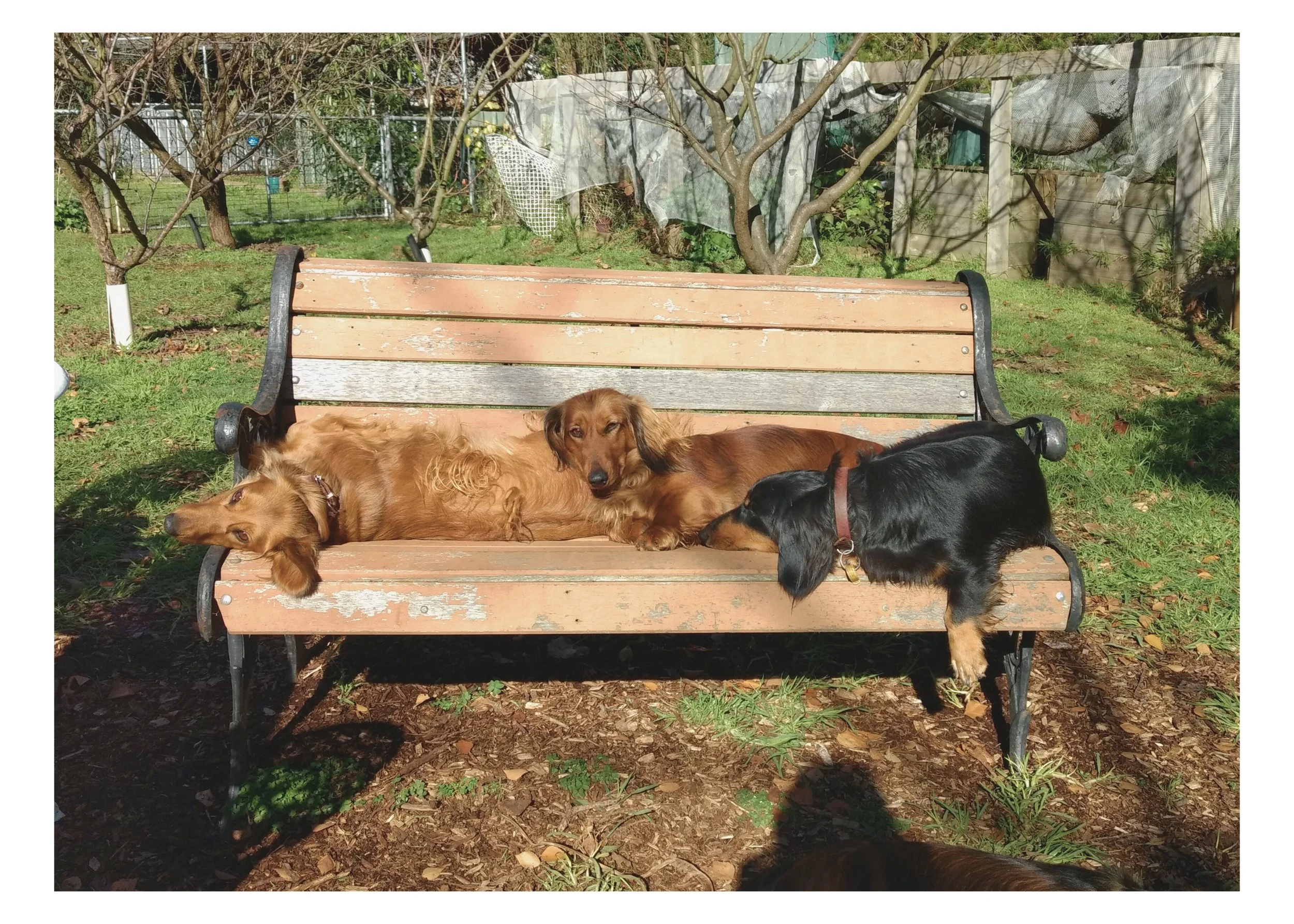 Gracie (Leila), Nellie and Bridee.jpg