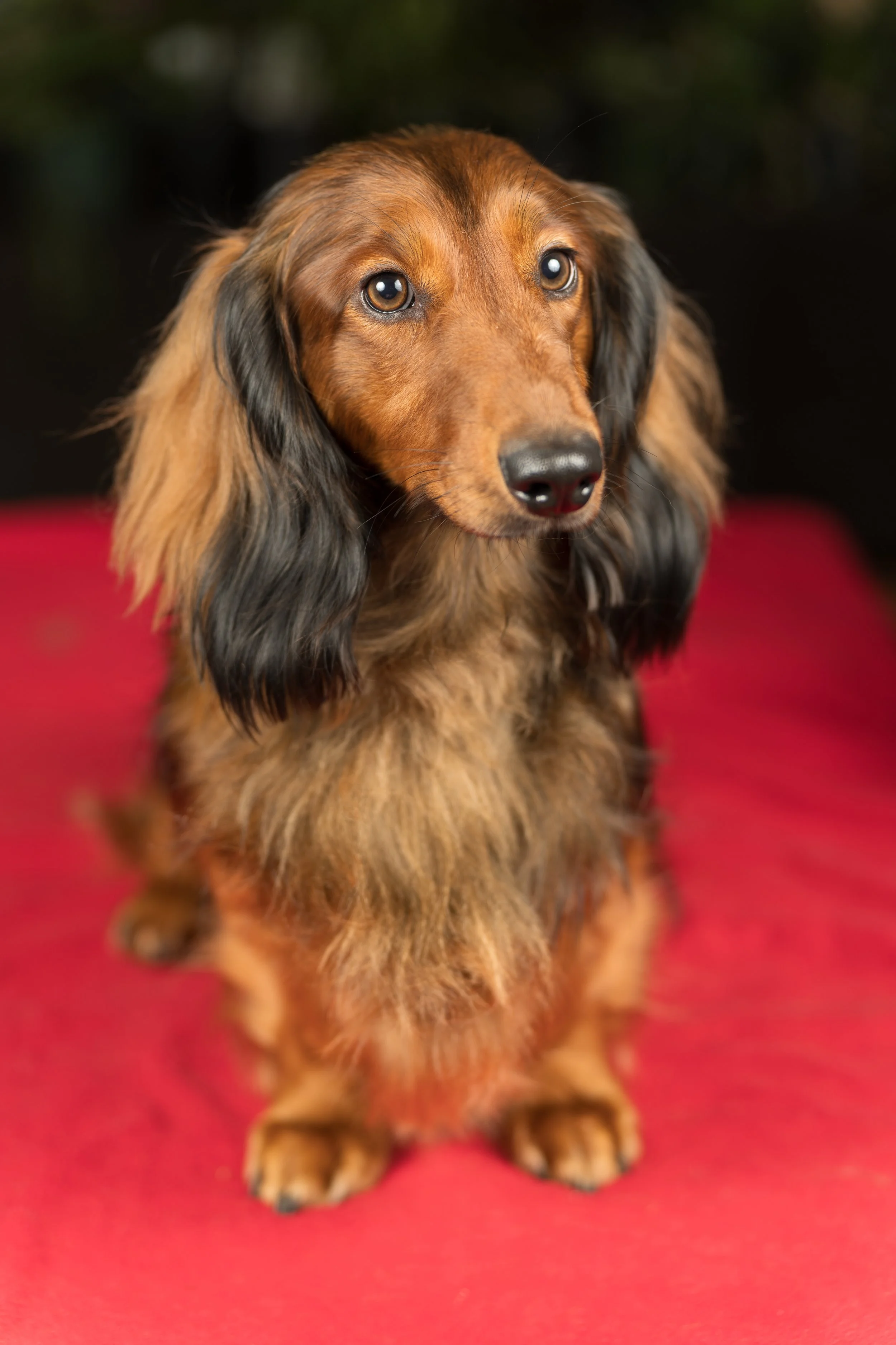 Close-up of a long-haired dachshund sitting on a red surface with a dark background.