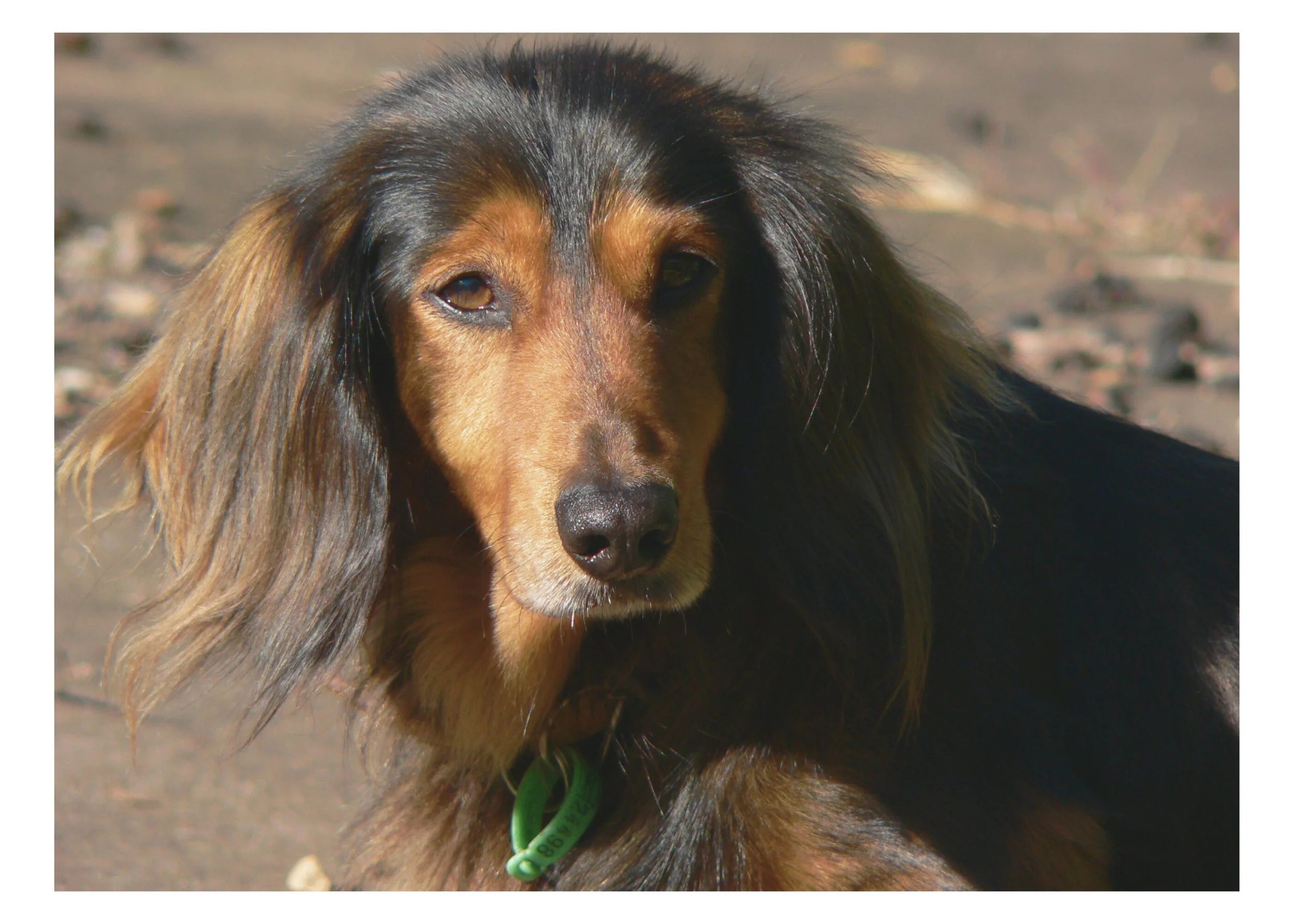 Close-up photograph of a long-haired dachshund dog outdoors, with a blurry background of dirt and rocks, wearing a green collar.
