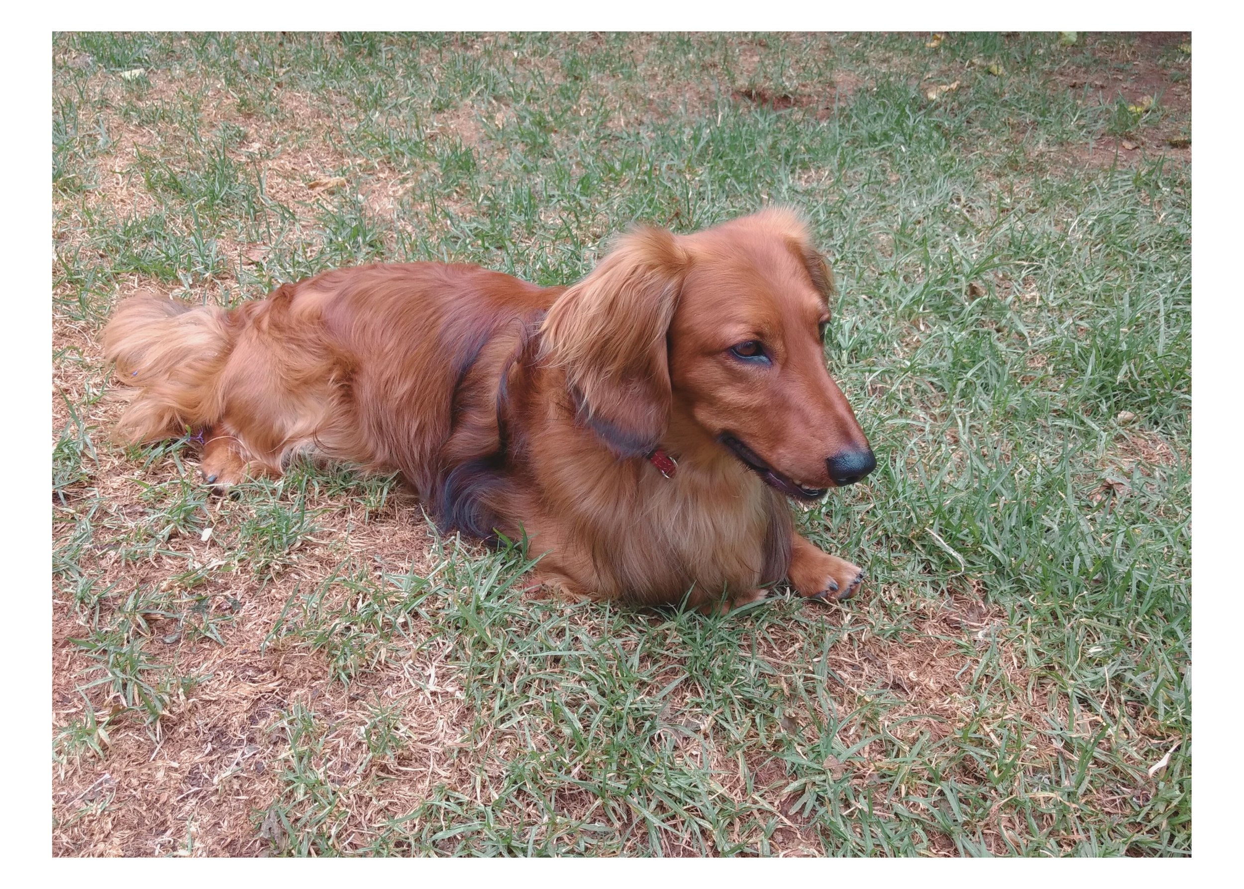 A long-haired brown dachshund lying on patchy grass with some green blades.
