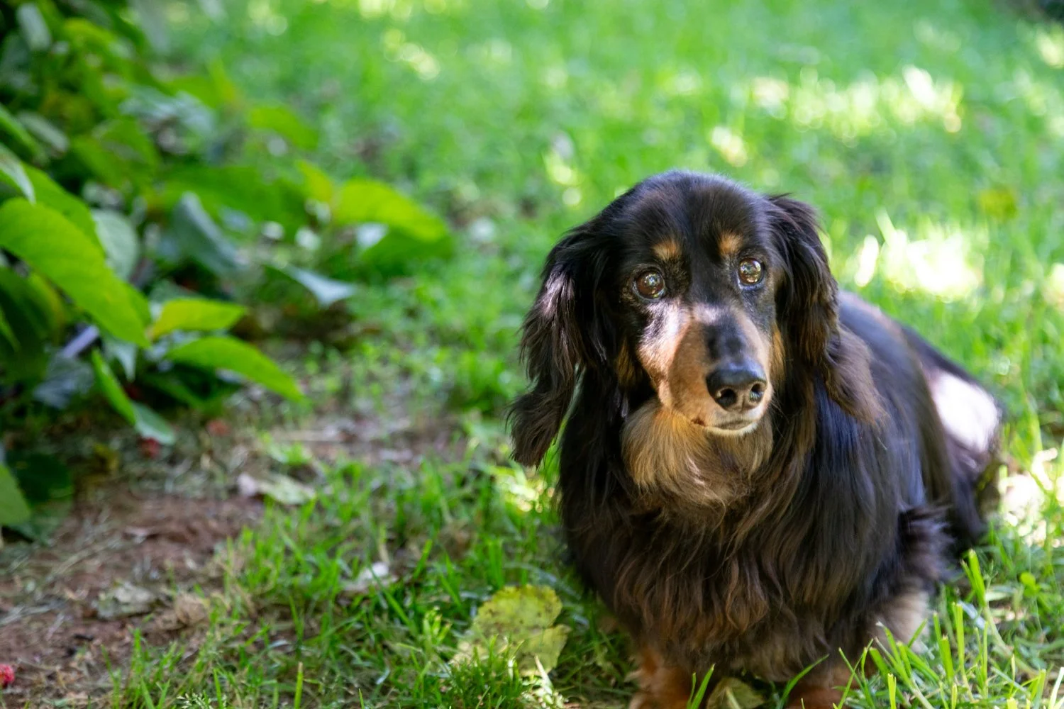 A black and tan long-haired dachshund sitting on grass in a shaded garden area.
