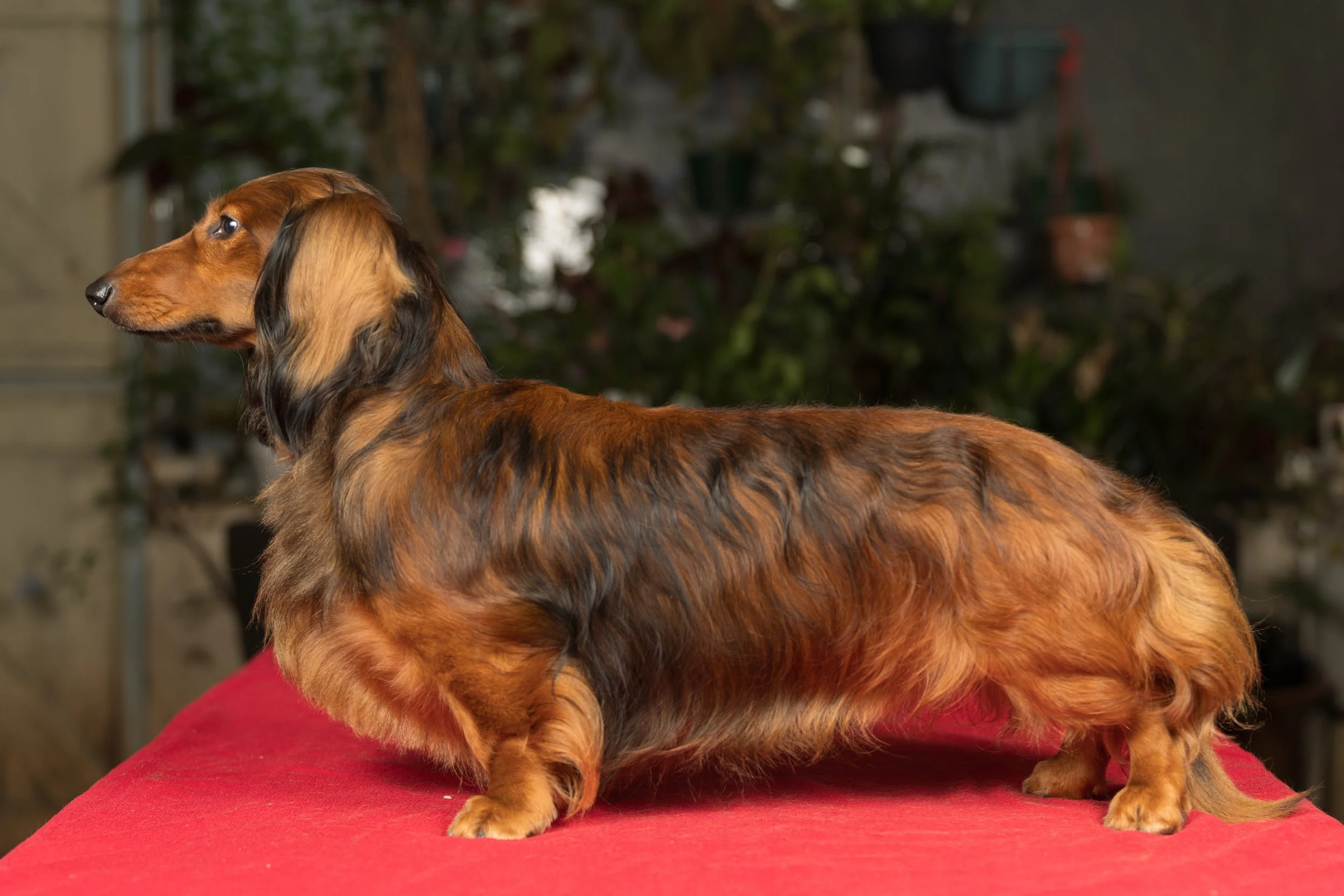 Long-haired dachshund dog standing on a red surface with a blurred background of plants and outdoor area.