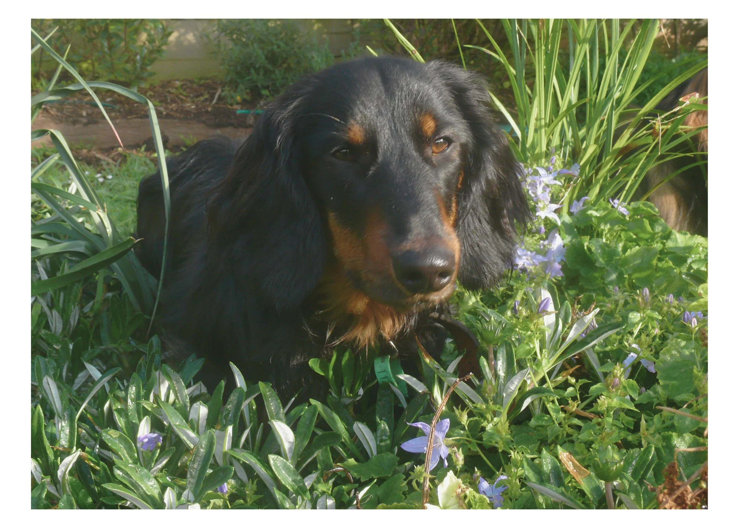 A black and tan dog, possibly a dachshund, lying in a garden surrounded by green plants and purple flowers, with sunlight illuminating the scene.
