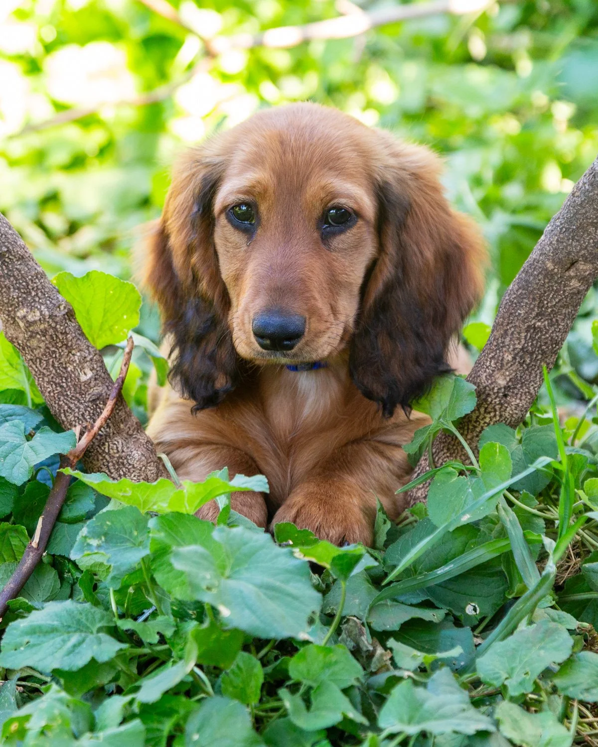 A young brown and black puppy with long ears lying among green leaves and branches in a lush outdoor setting.