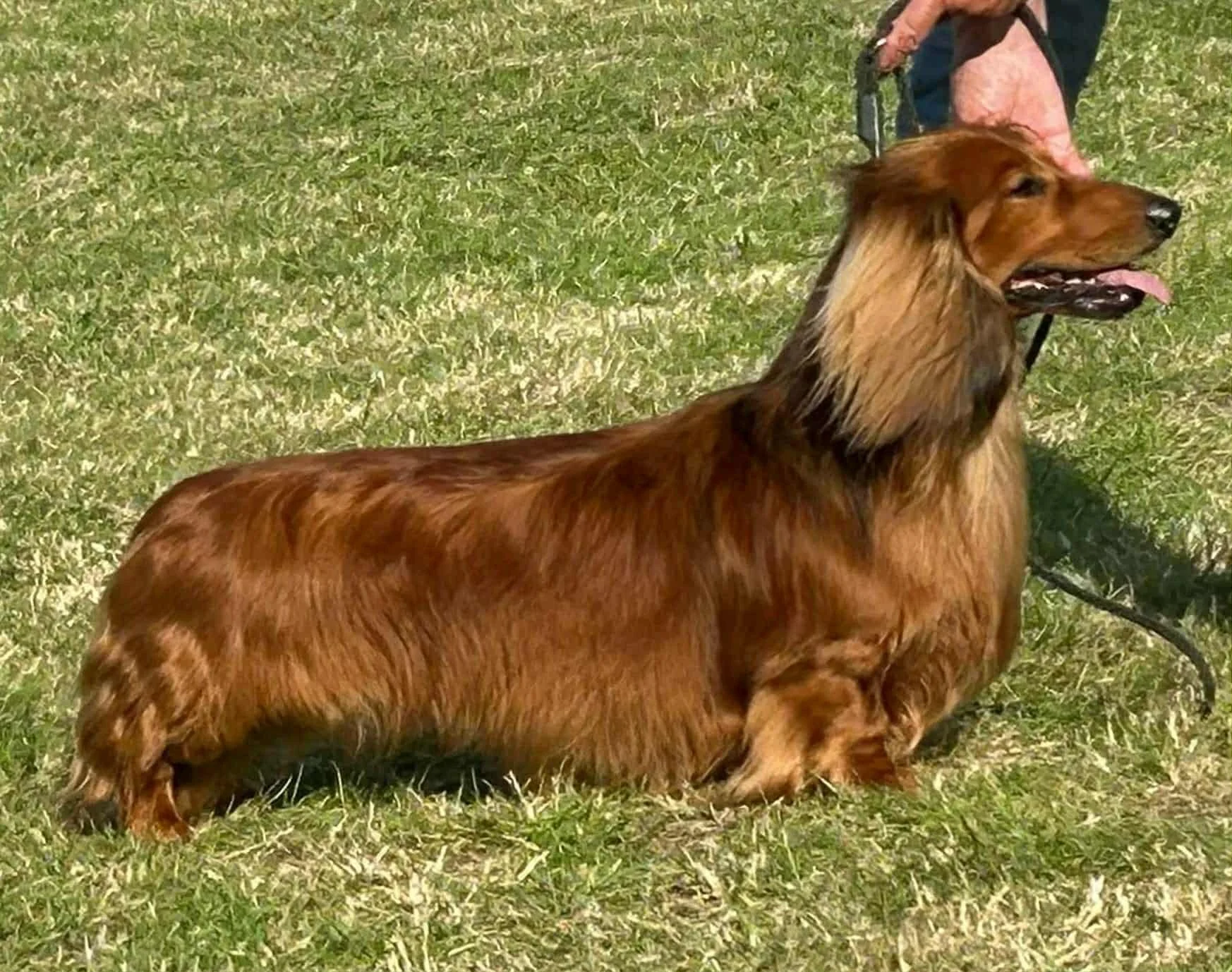 Long-haired, reddish-brown dachshund sitting on grassy field with a person holding its leash in the background.