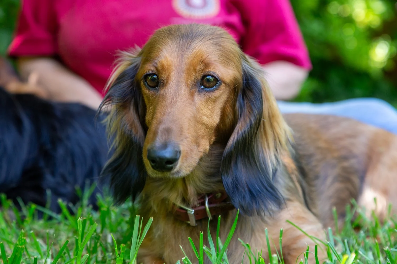 A long-haired tan dachshund with black ears lying in green grass, looking at the camera, with a person in a pink shirt sitting behind it.