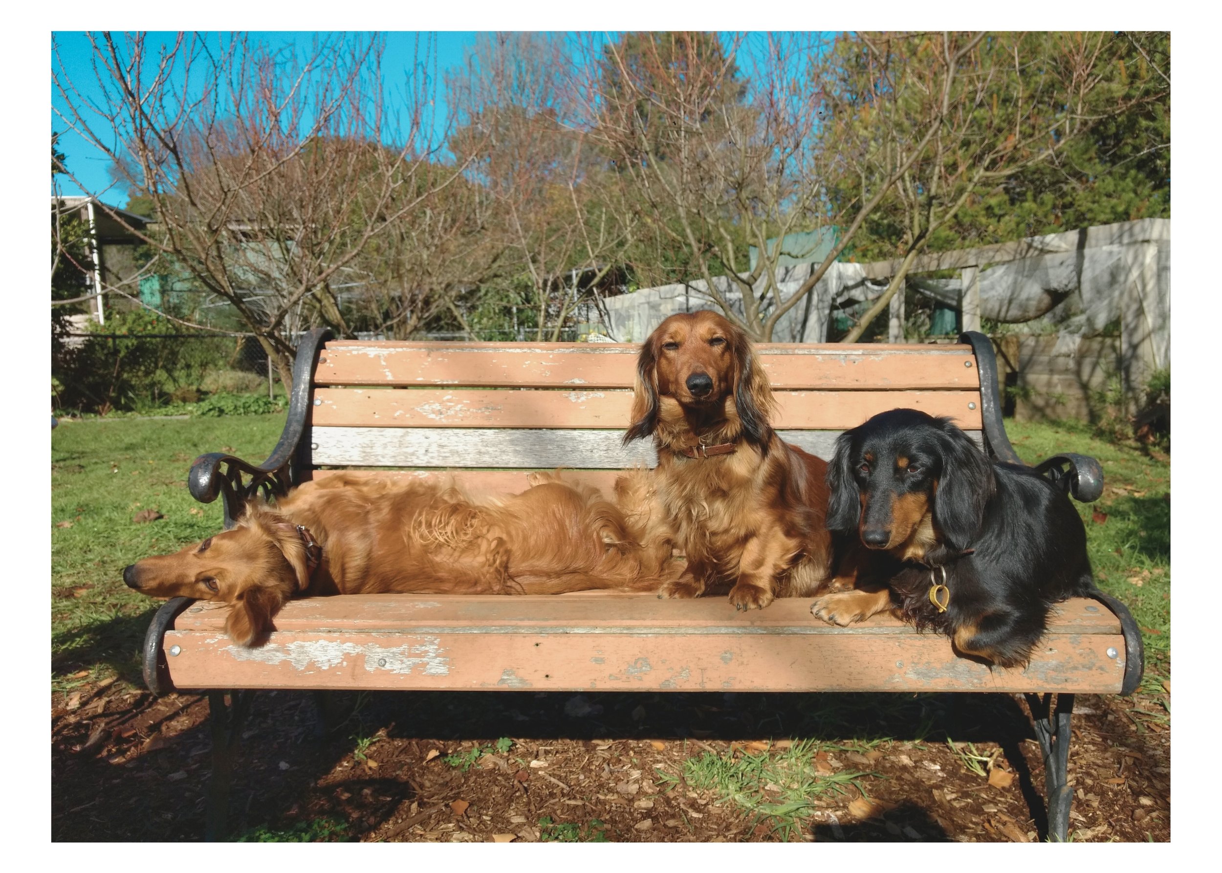 Gracie( Leila) Nellie aand Bridee (2).jpg