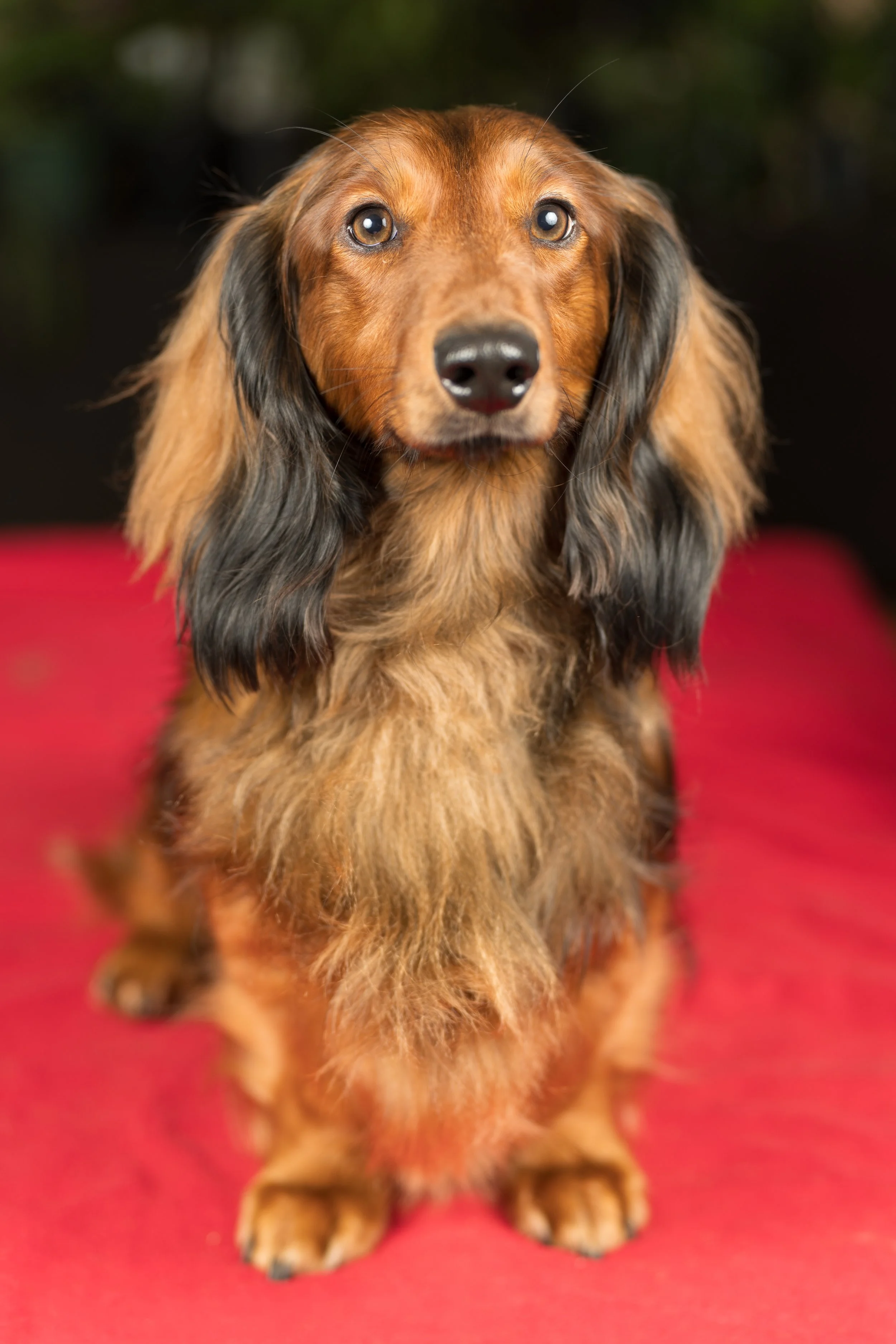 A close-up photo of a long-haired dachshund sitting on a red surface against a dark background.