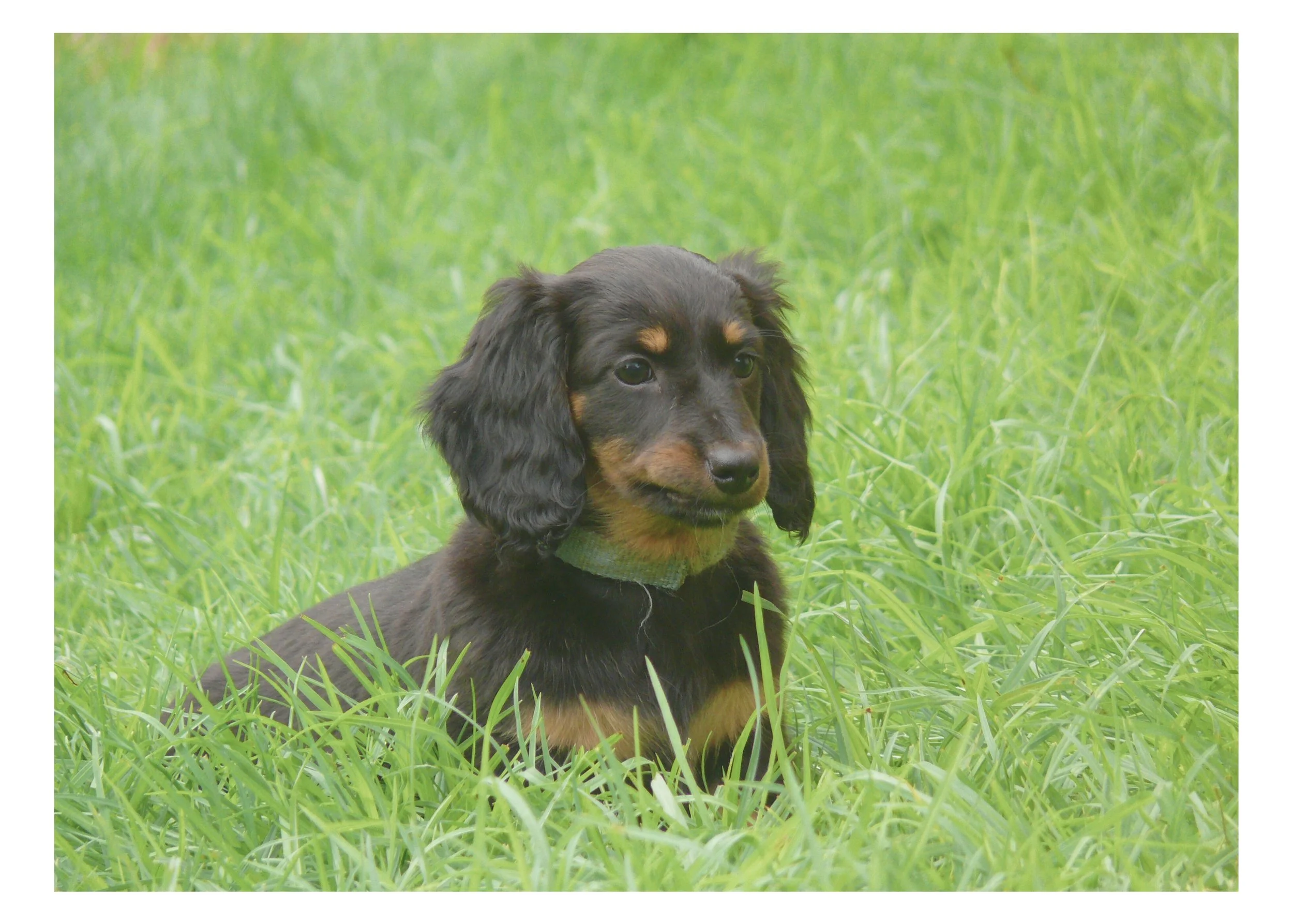 A black and tan dachshund puppy lying in green grass.