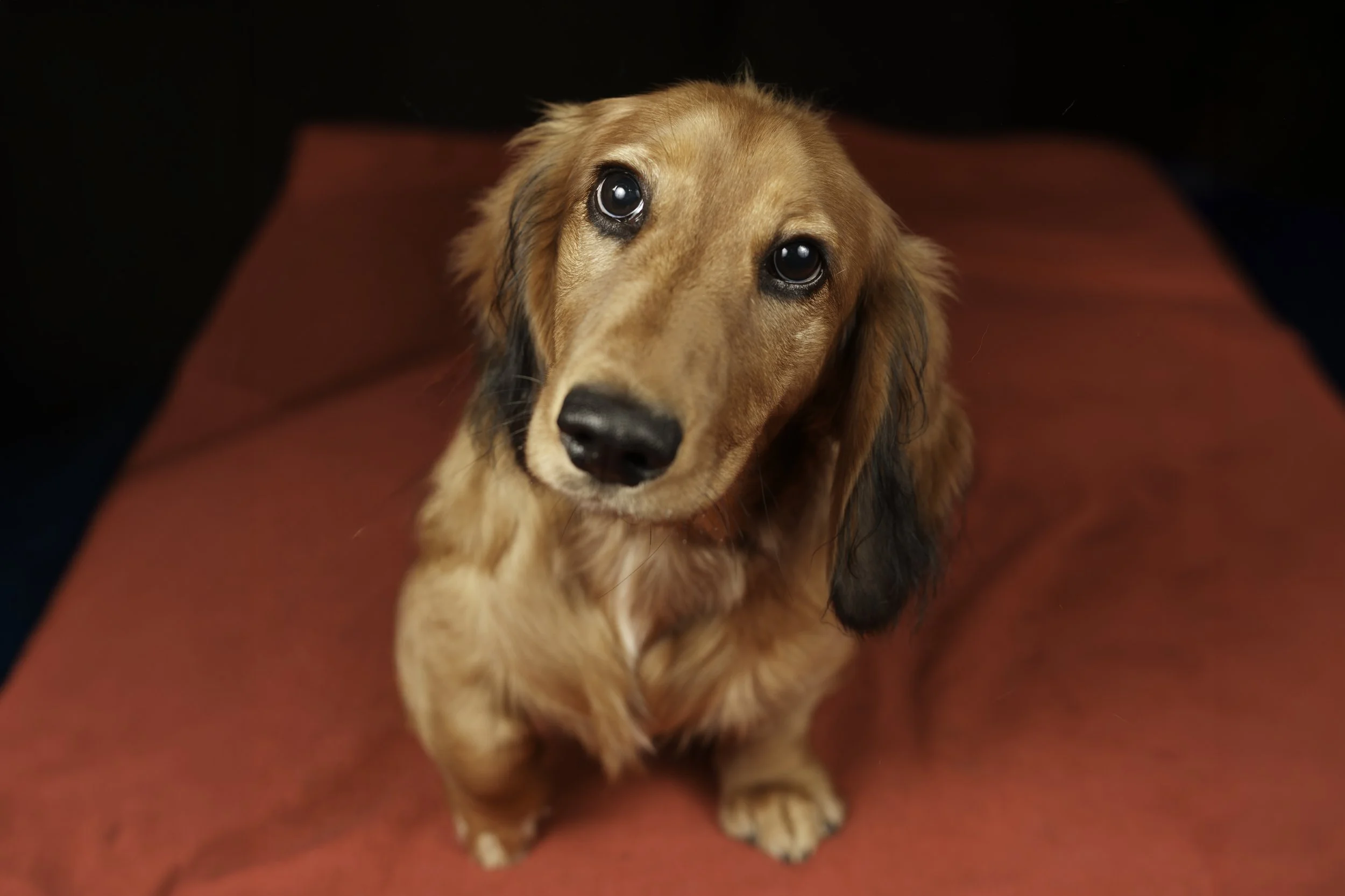 A cute brown dachshund with long ears, looking up at the camera, sitting on a red surface.