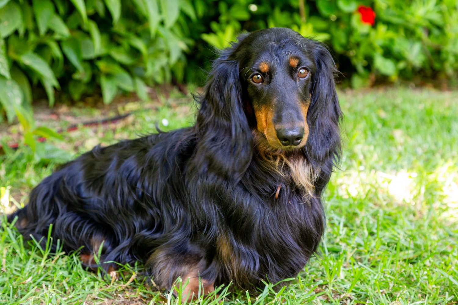 A long-haired black and tan Dachshund sitting on green grass with a leafy background.