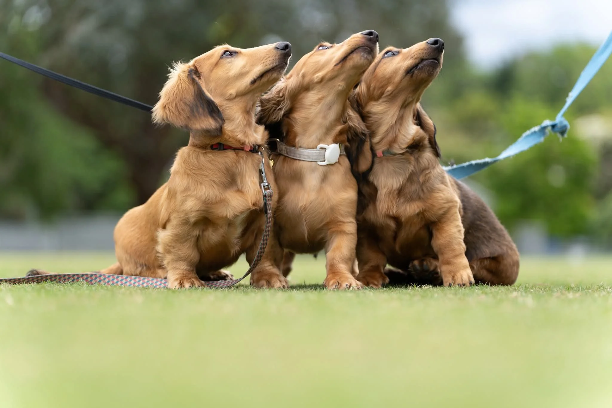 Three adorable dachshund puppies sitting outdoors on grass, looking upward with attentive expressions, with leash attached to collars and a blurred green background.