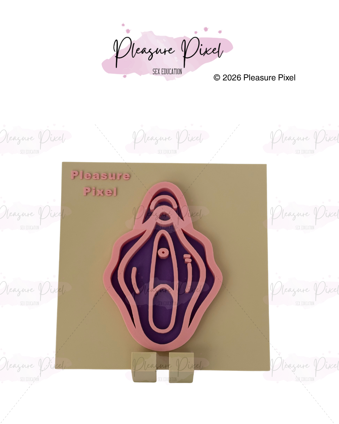 Vulva Anatomy Model - Beige
