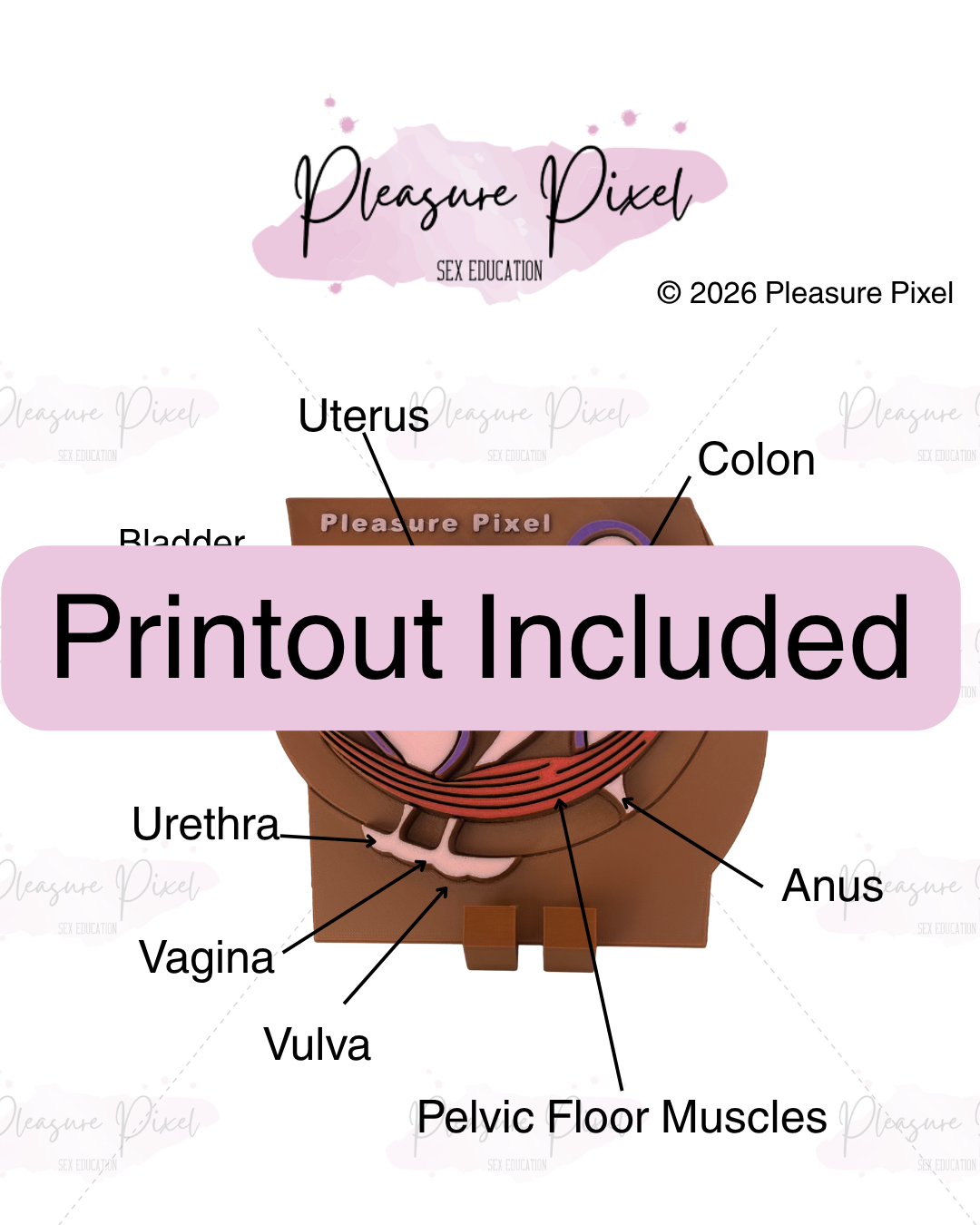 Female Pelvic Floor - Brown Product (2).png