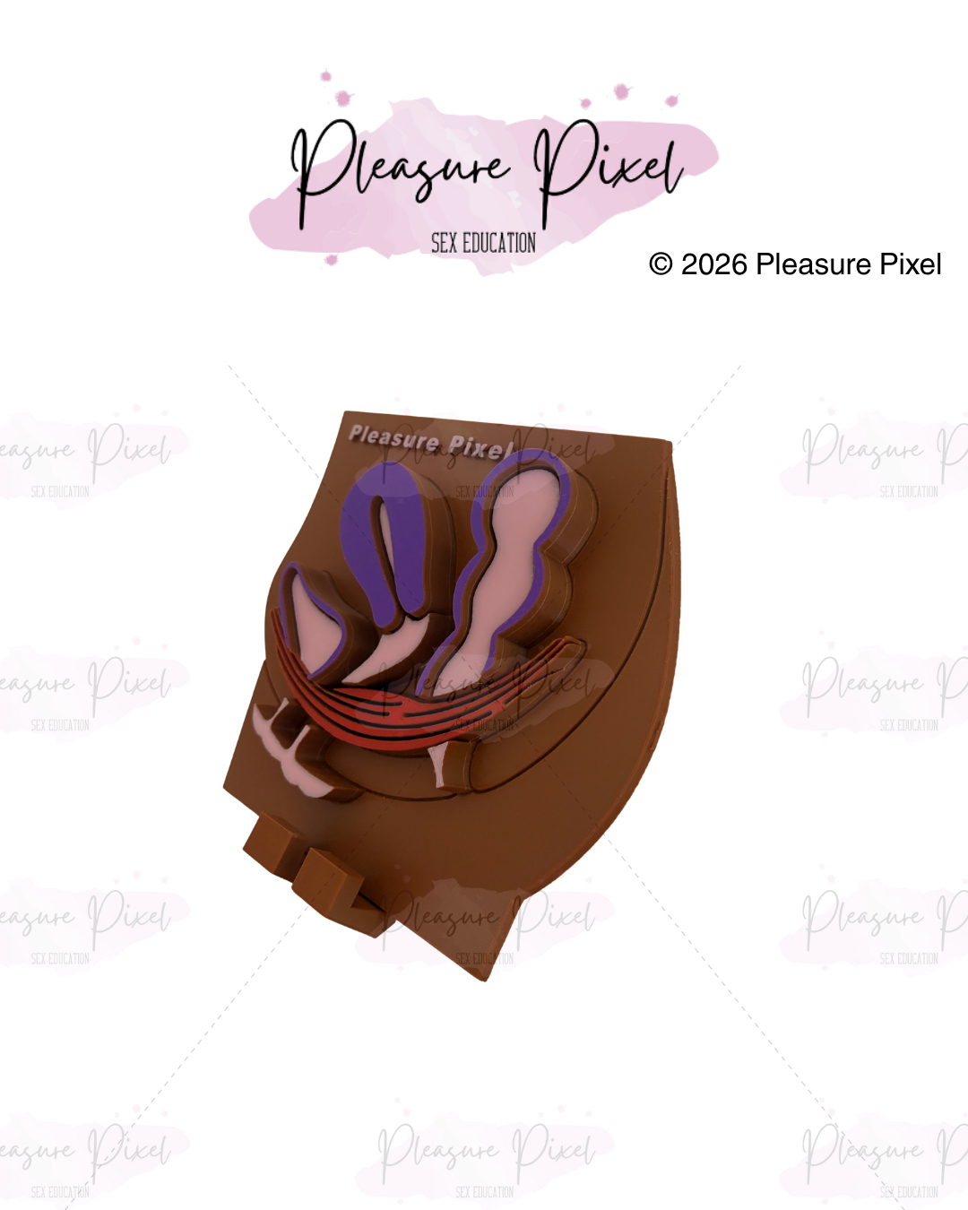 Female Pelvic Floor Model - Brown