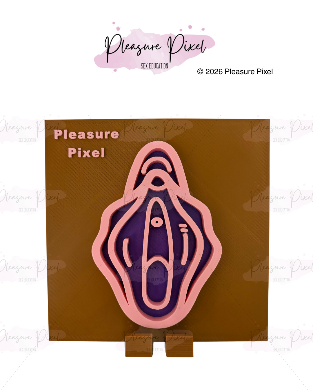 Vulva Anatomy Model - Brown