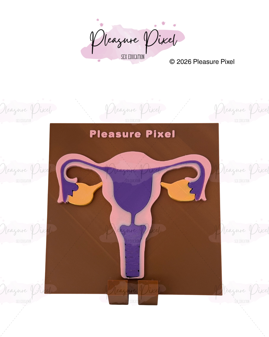 Uterus Anatomy Model - Brown