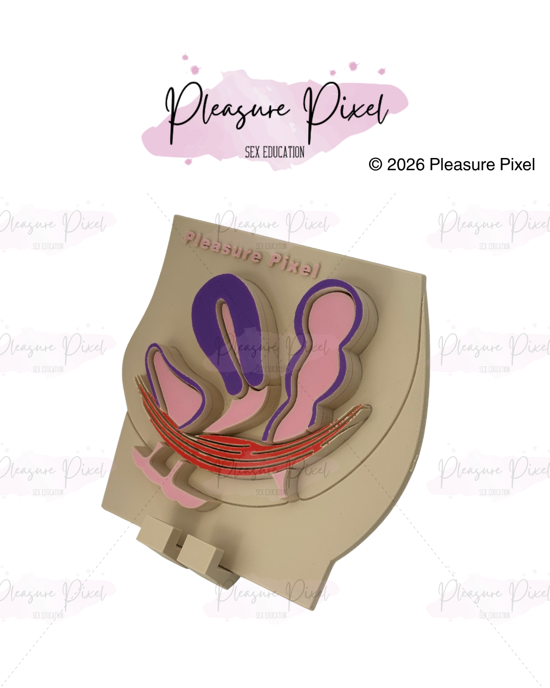 Female Pelvic Floor Model - Beige