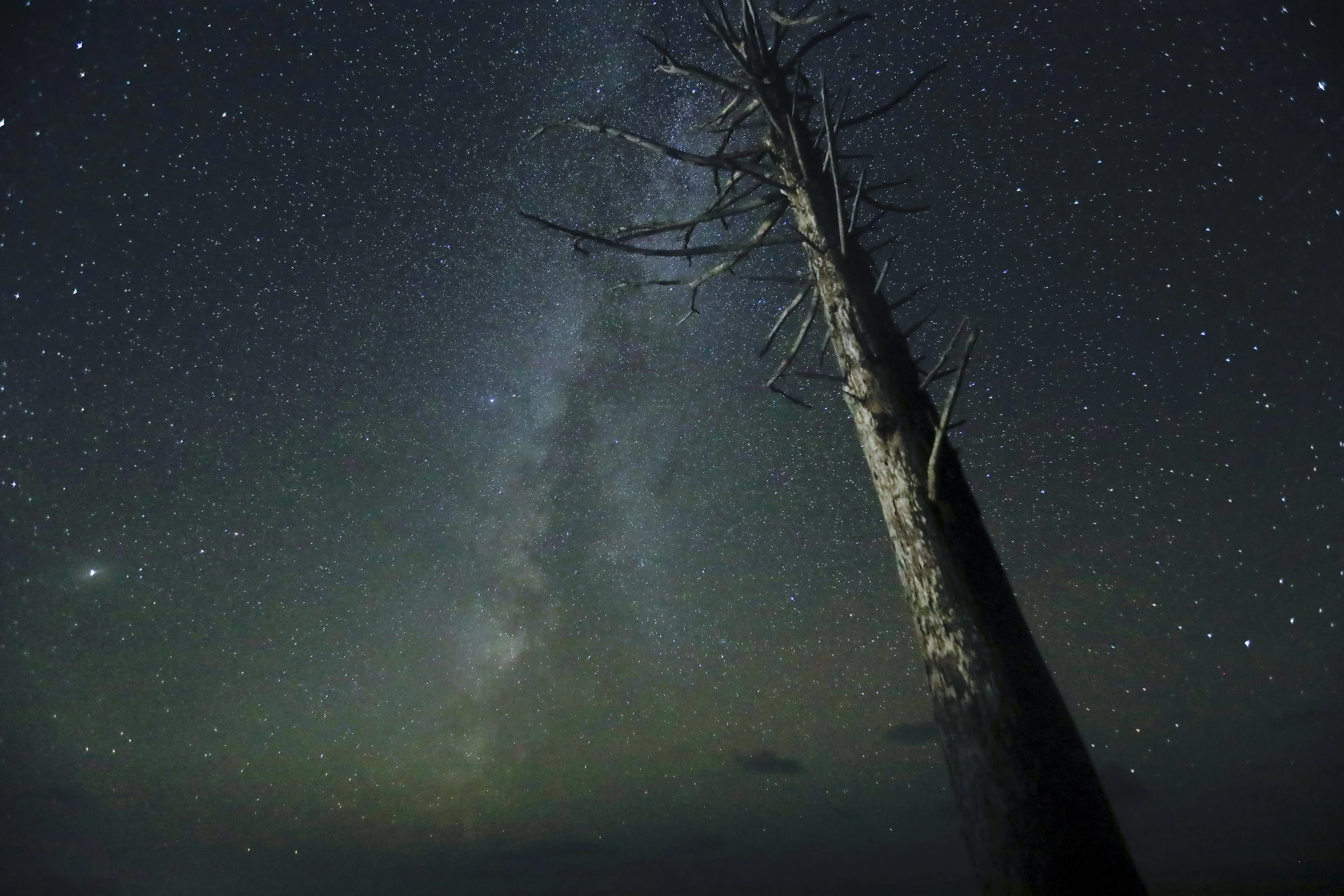 forks milky way.jpg