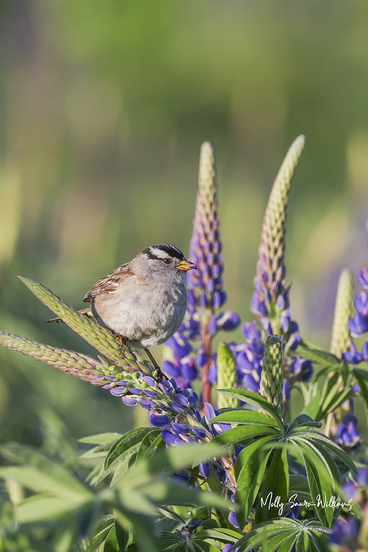lupine Snack web.jpg