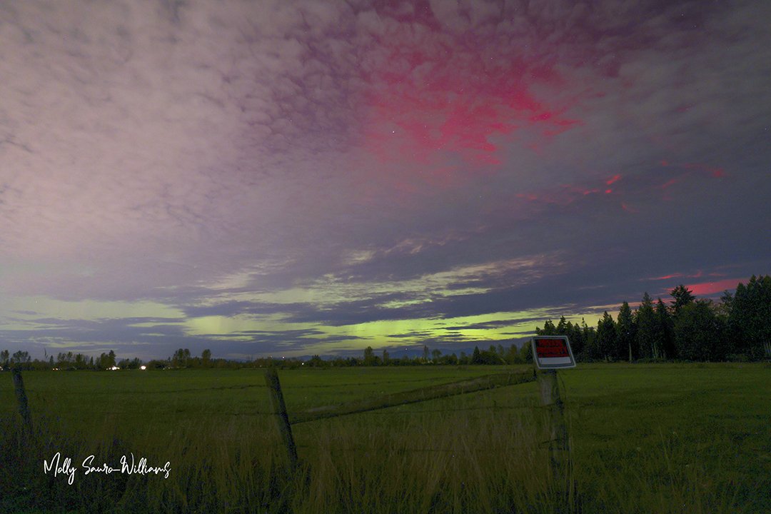 buckley's auroa web.jpg